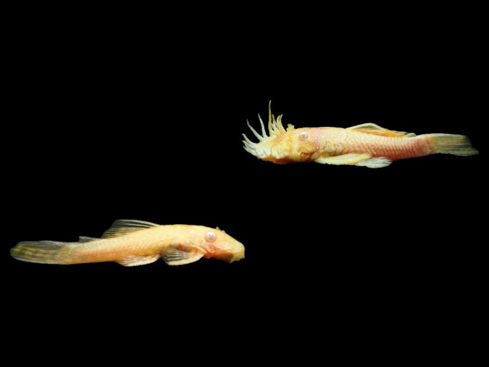 Albino Bushynose Pleco