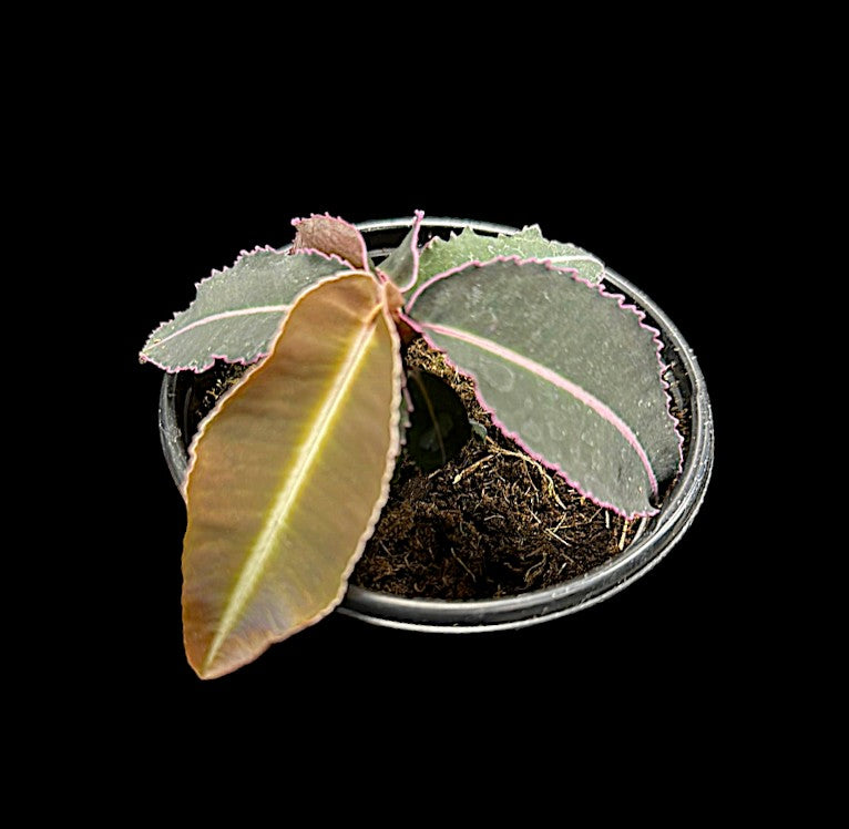 Labisia pumila rose électrique