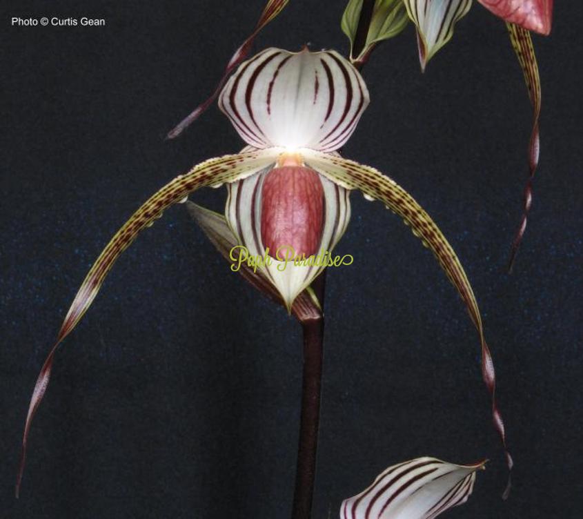 Paphiopedilum Lady Isabel