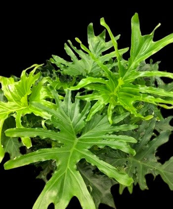 Philodendron Lickety Split