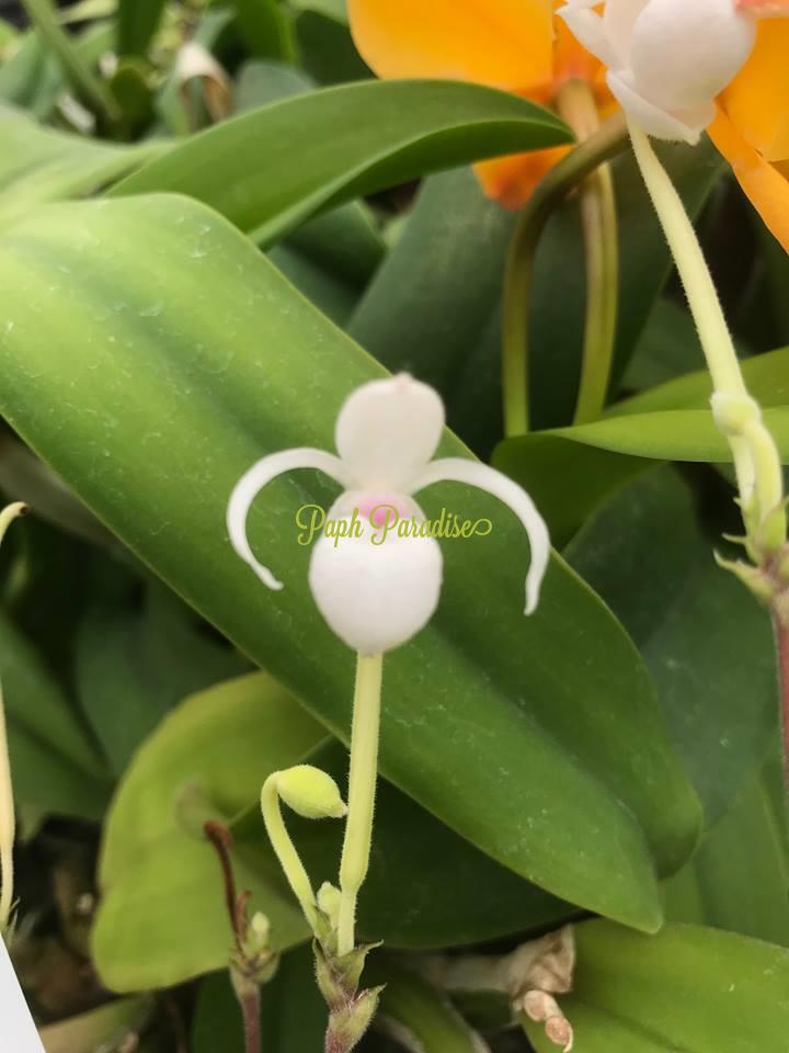 Mexipedium xerophyticum