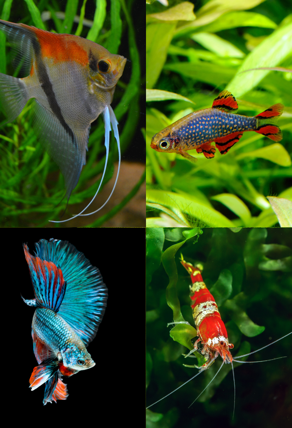 Tails and Scales
