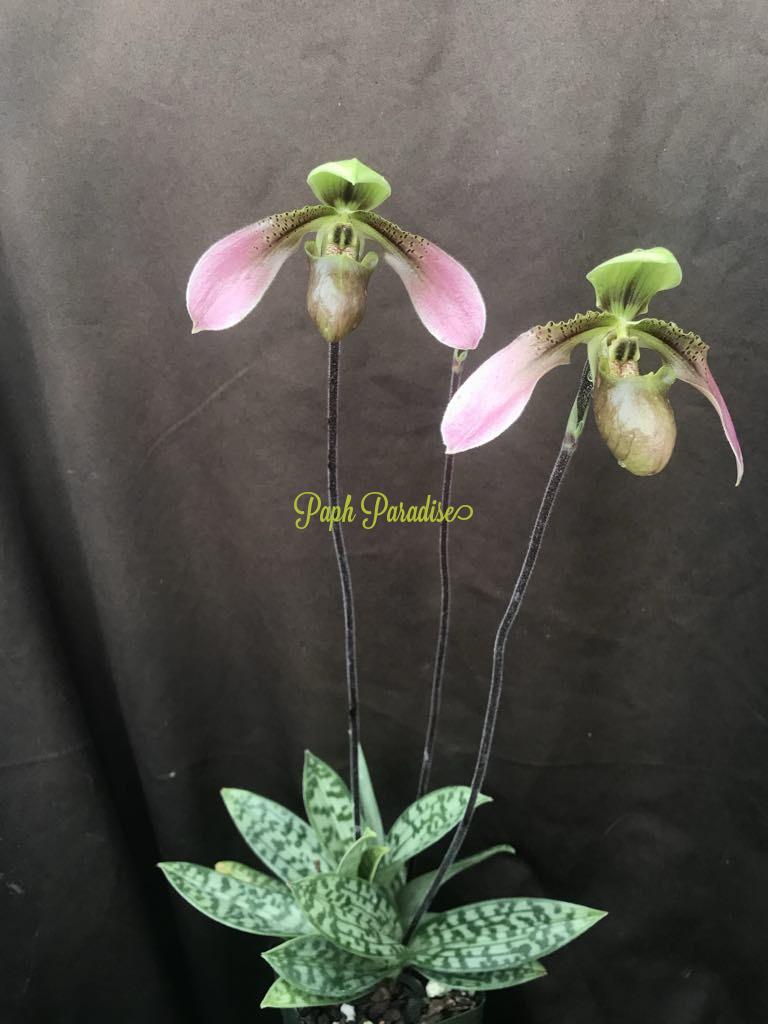Paphiopedilum bullenianum