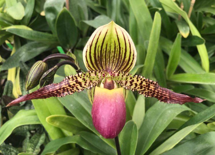 Paphiopedilum Transdoll