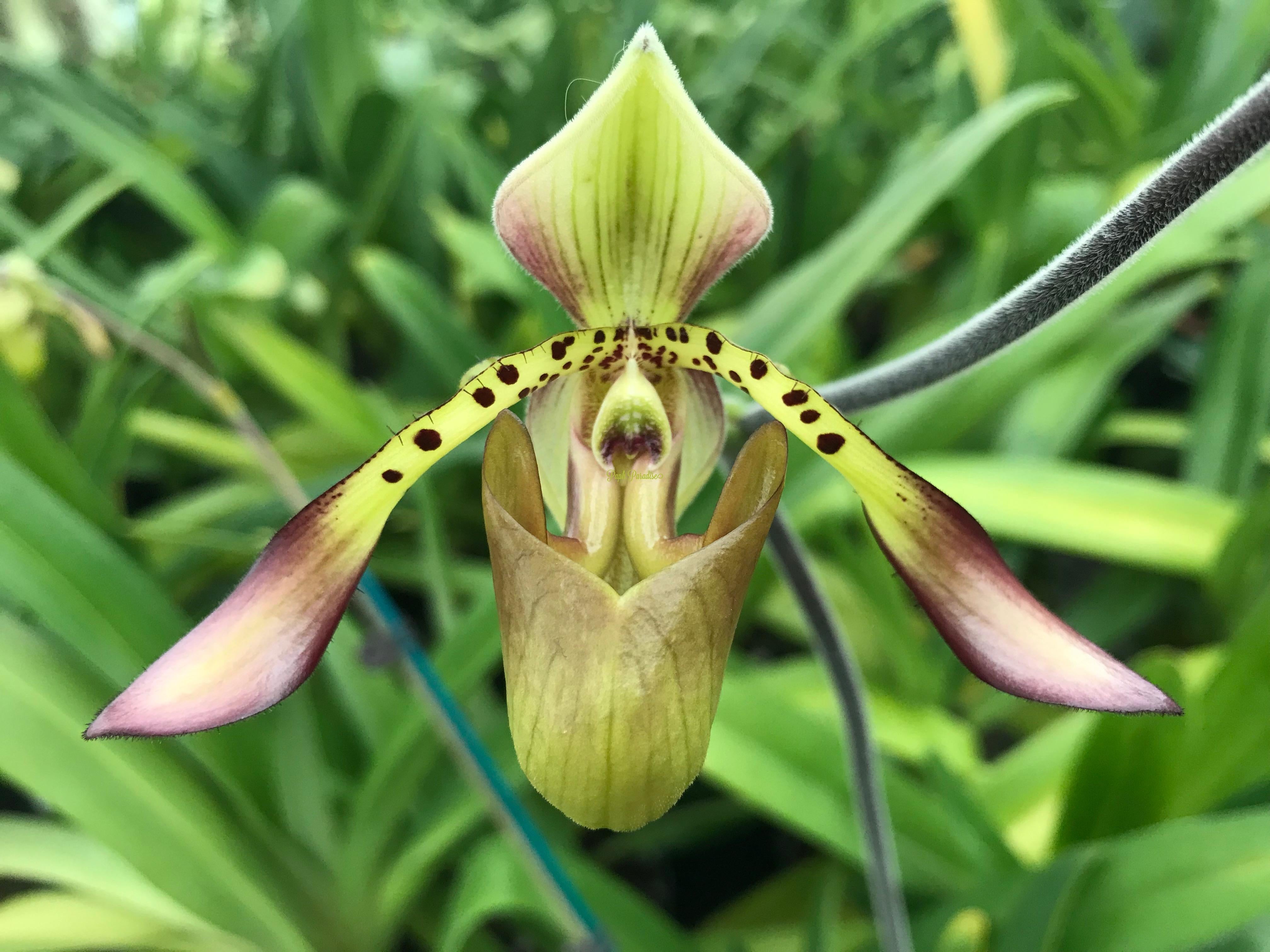 Paphiopedilum haynaldianum x richardianum