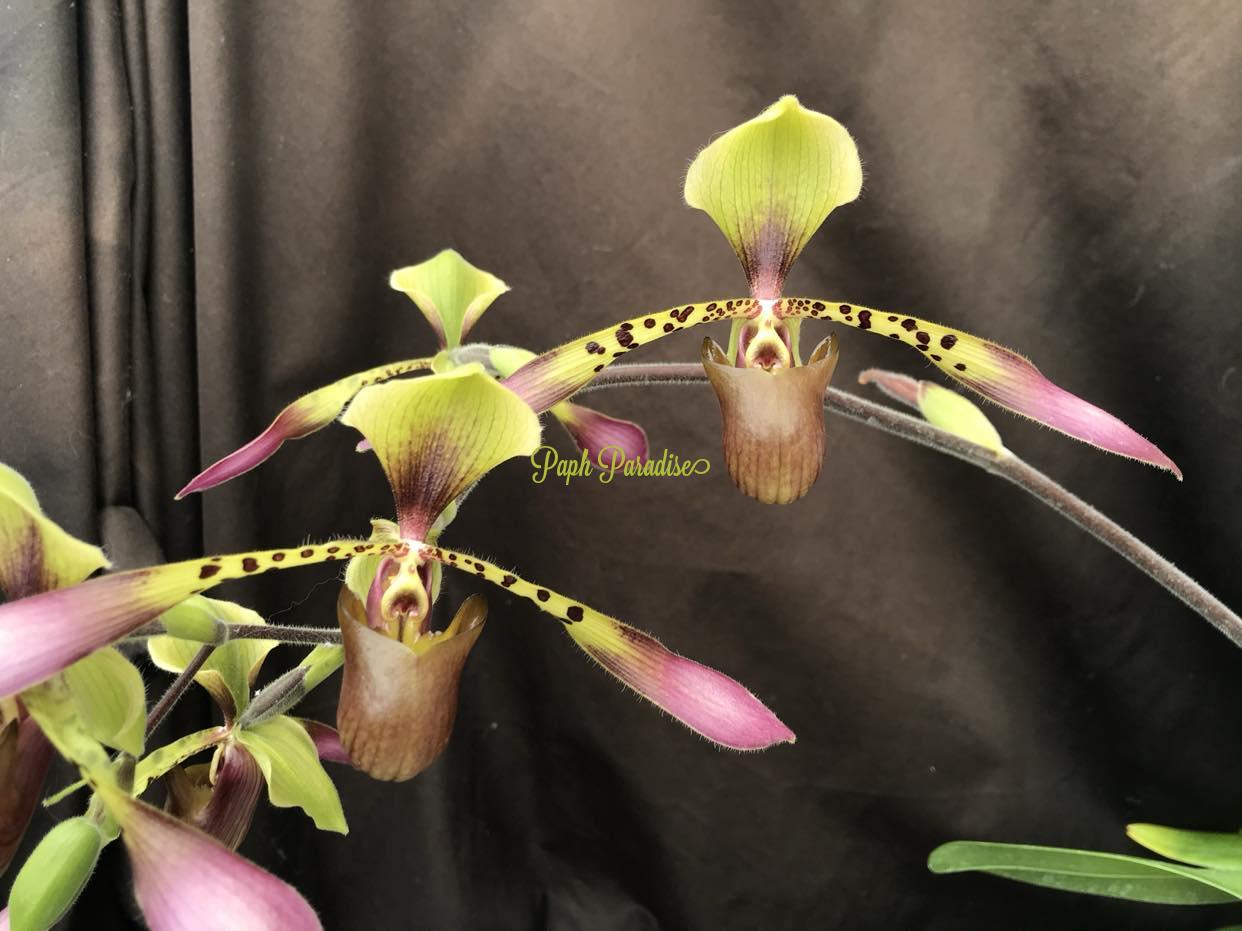 Paphiopedilum Toni Semple