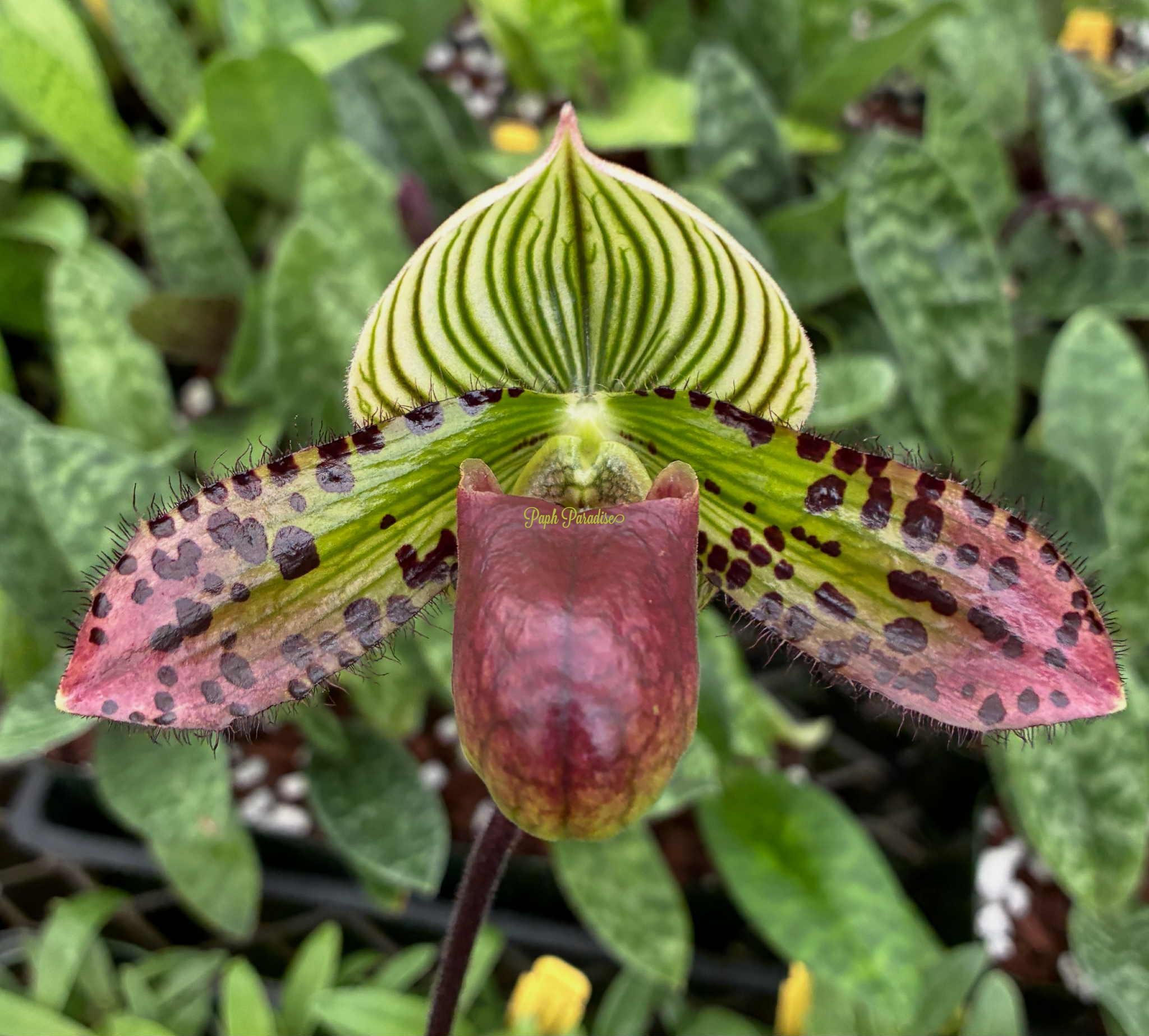 Paphiopedilum Rasberry Mint