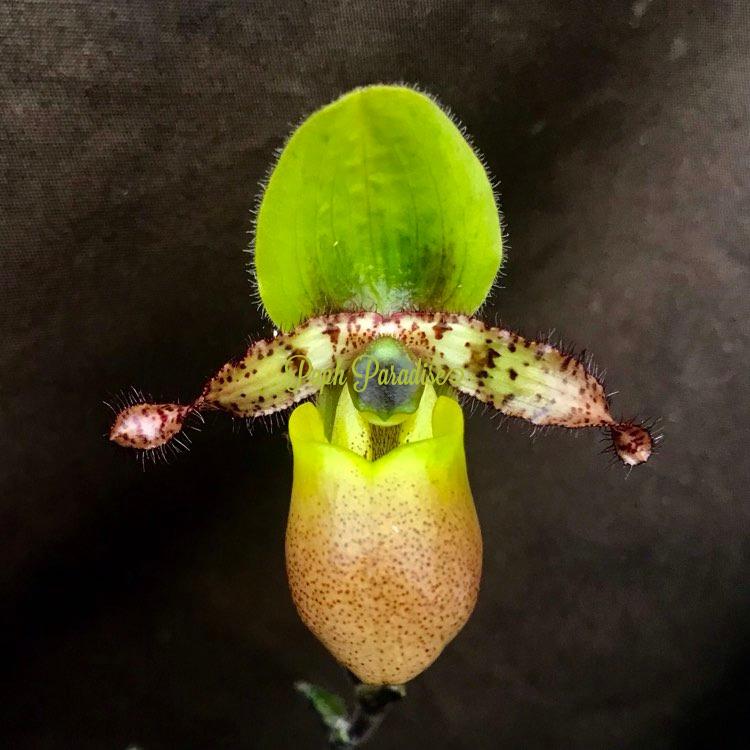 Paphiopedilum primulinum