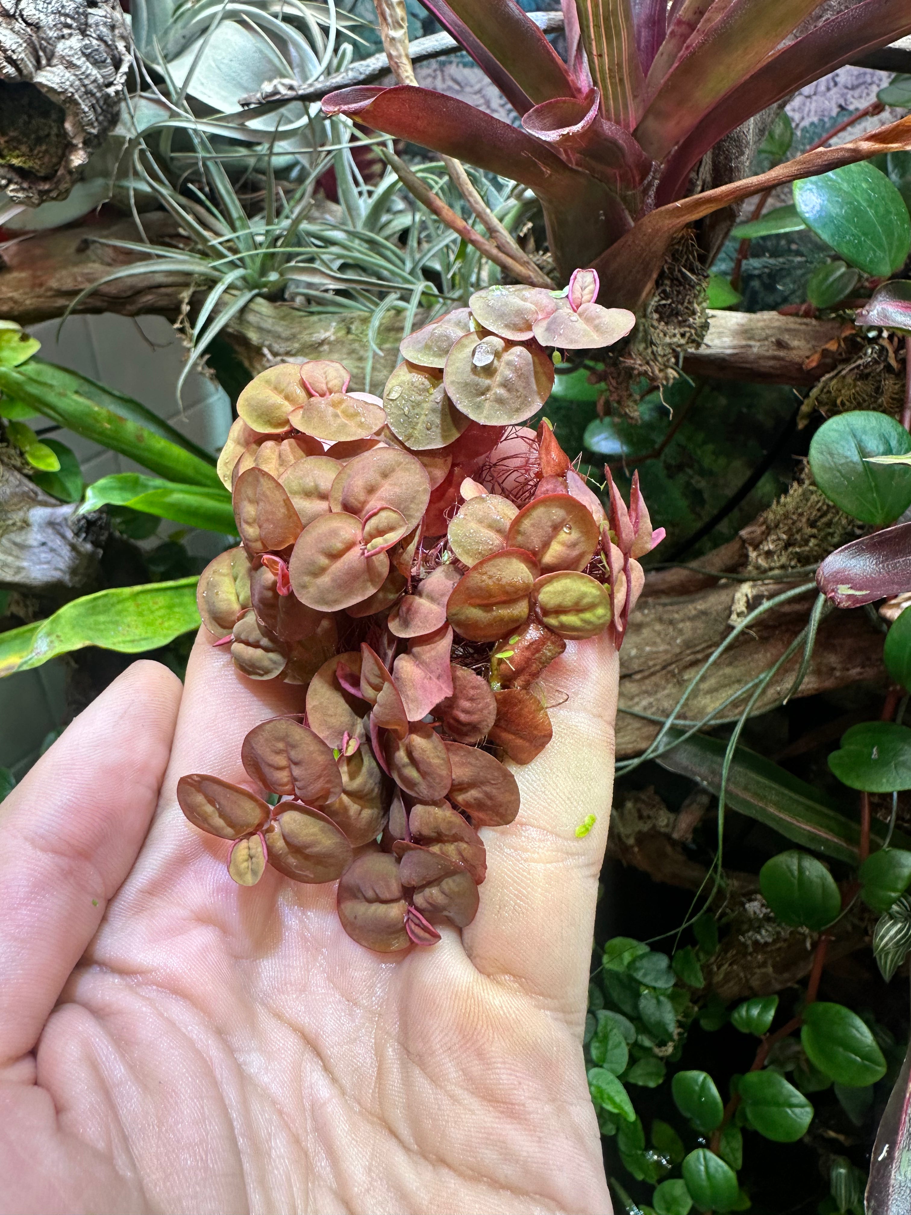 Red Root Floaters - Phyllanthus fluitans (Large Portion)