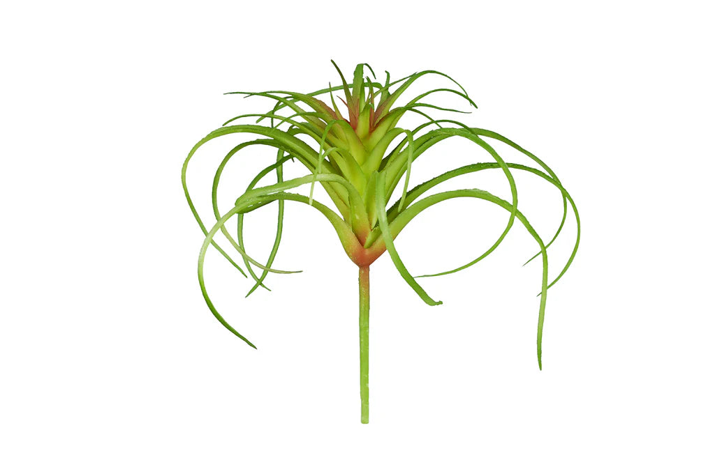 Reptizoo Tillandsia Airplant
