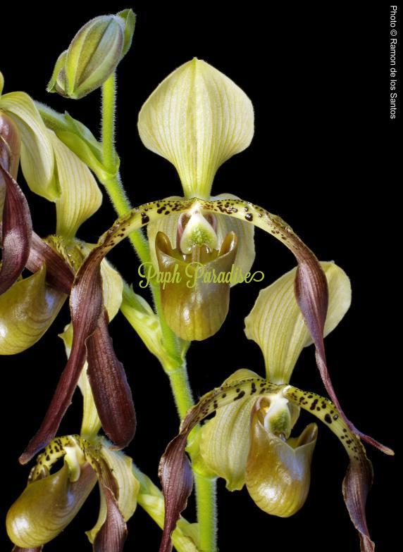 Paphiopedilum Robinianum