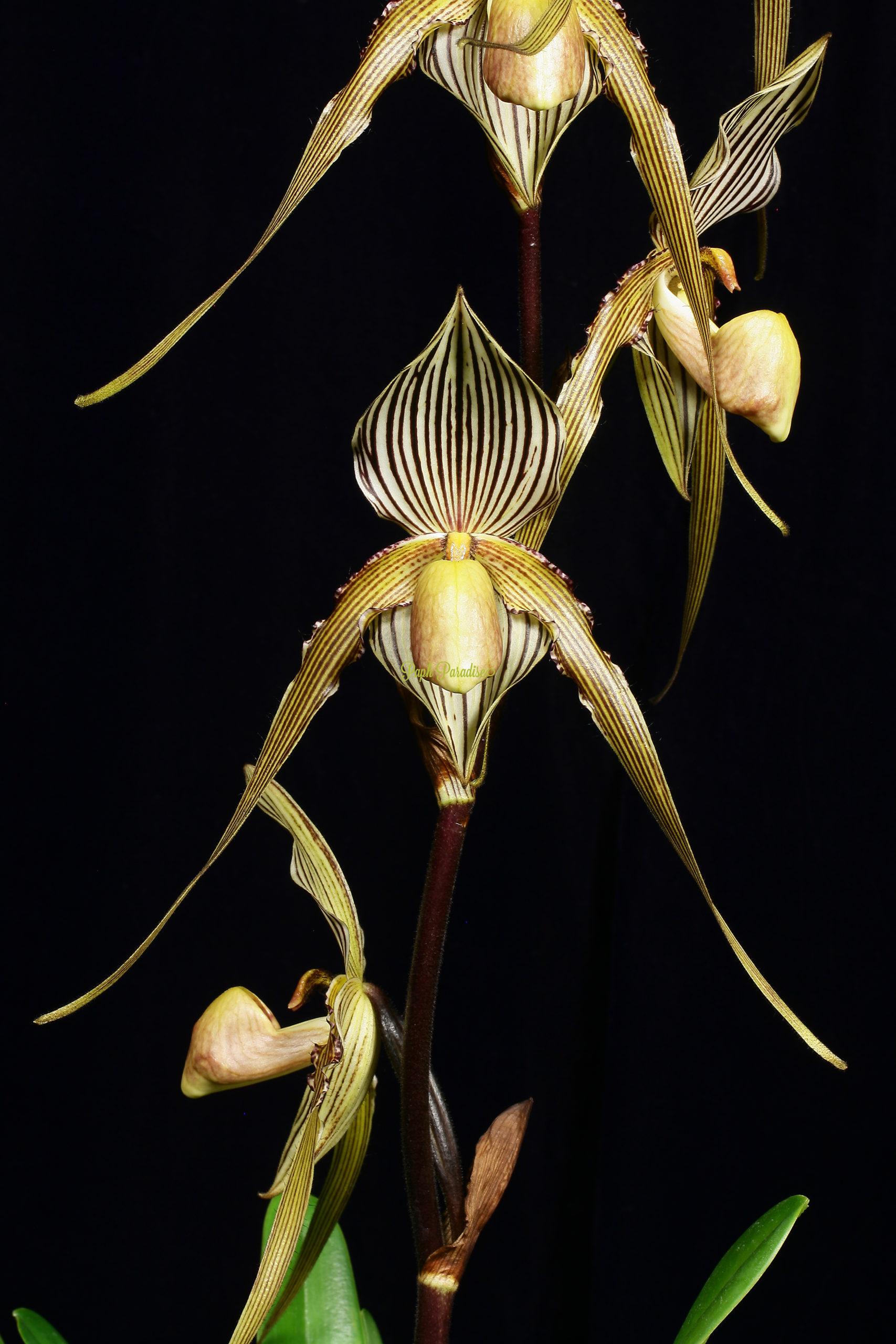 Paphiopedilum St Swithin