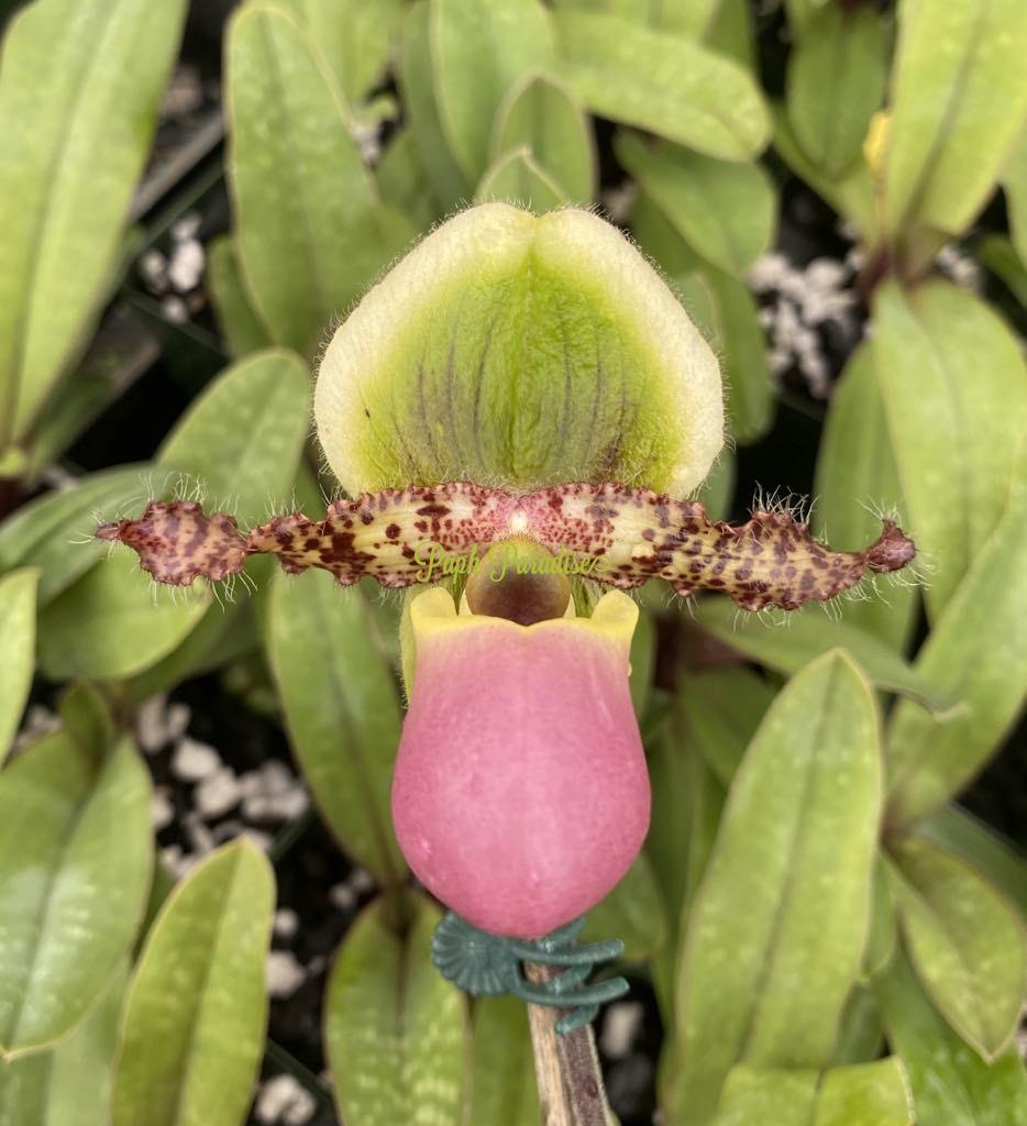 Paphiopedilum Technicolor Paradise