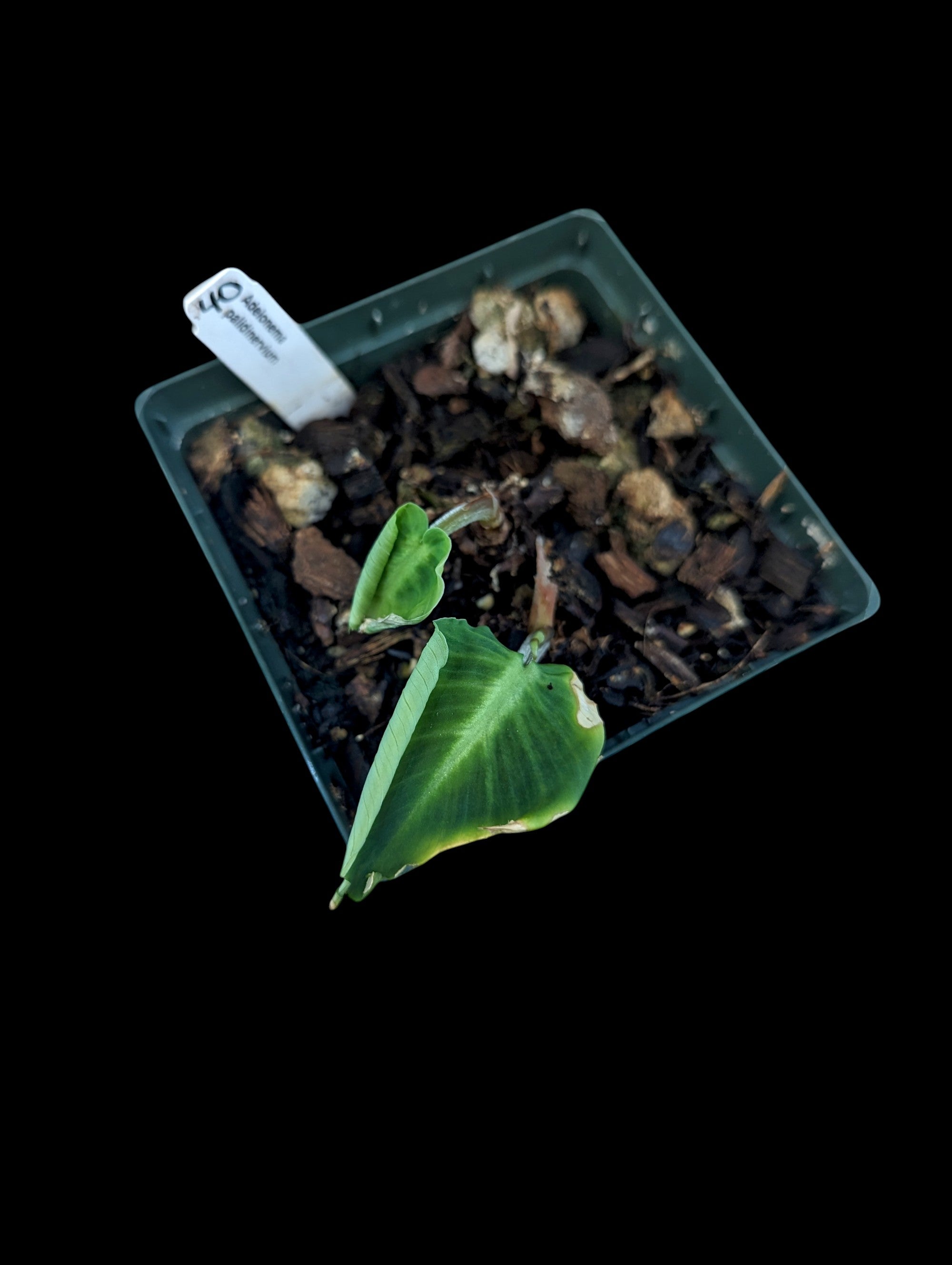 Adelonema palidinervium