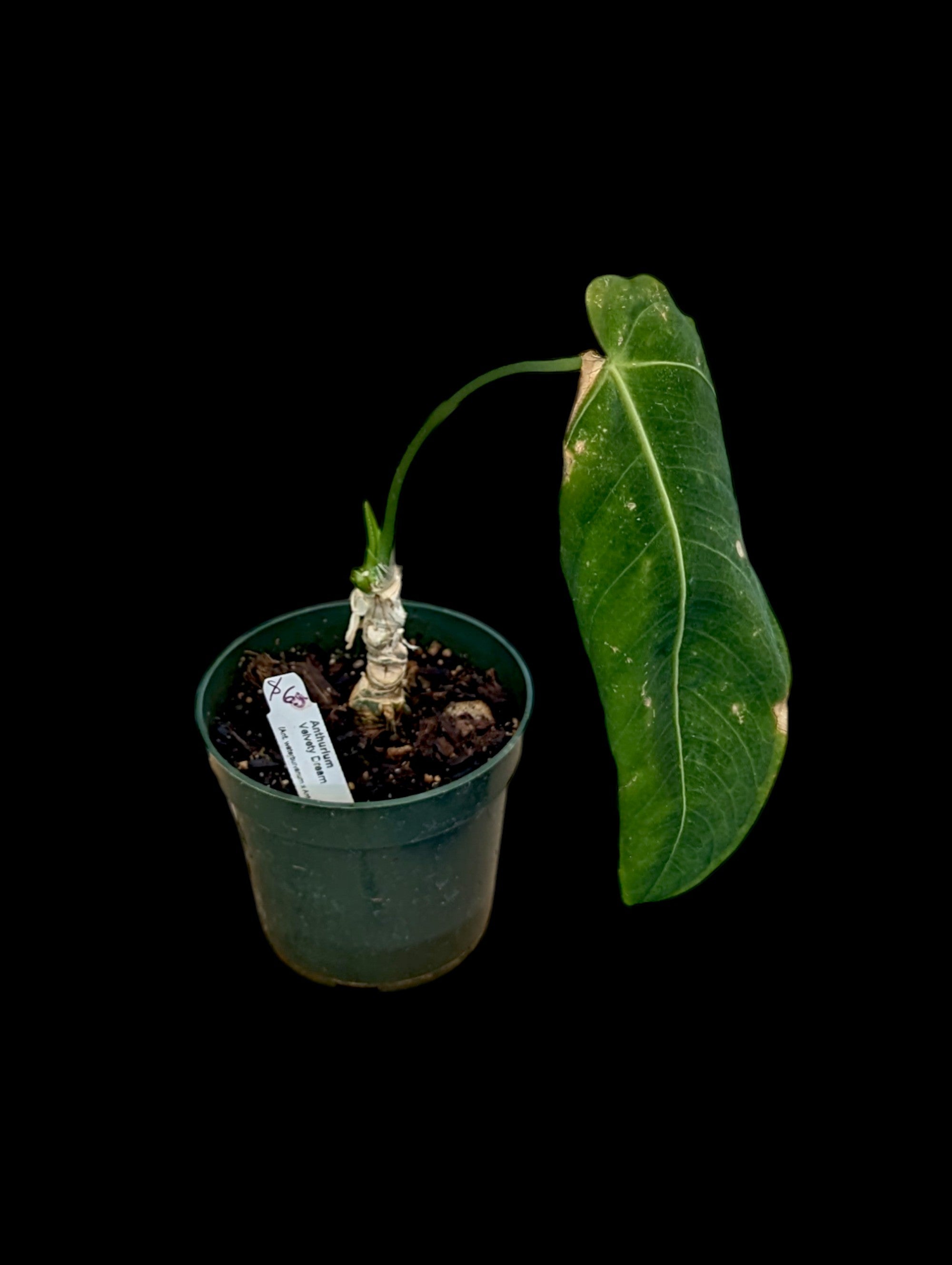 Anthurium Velvety Dream