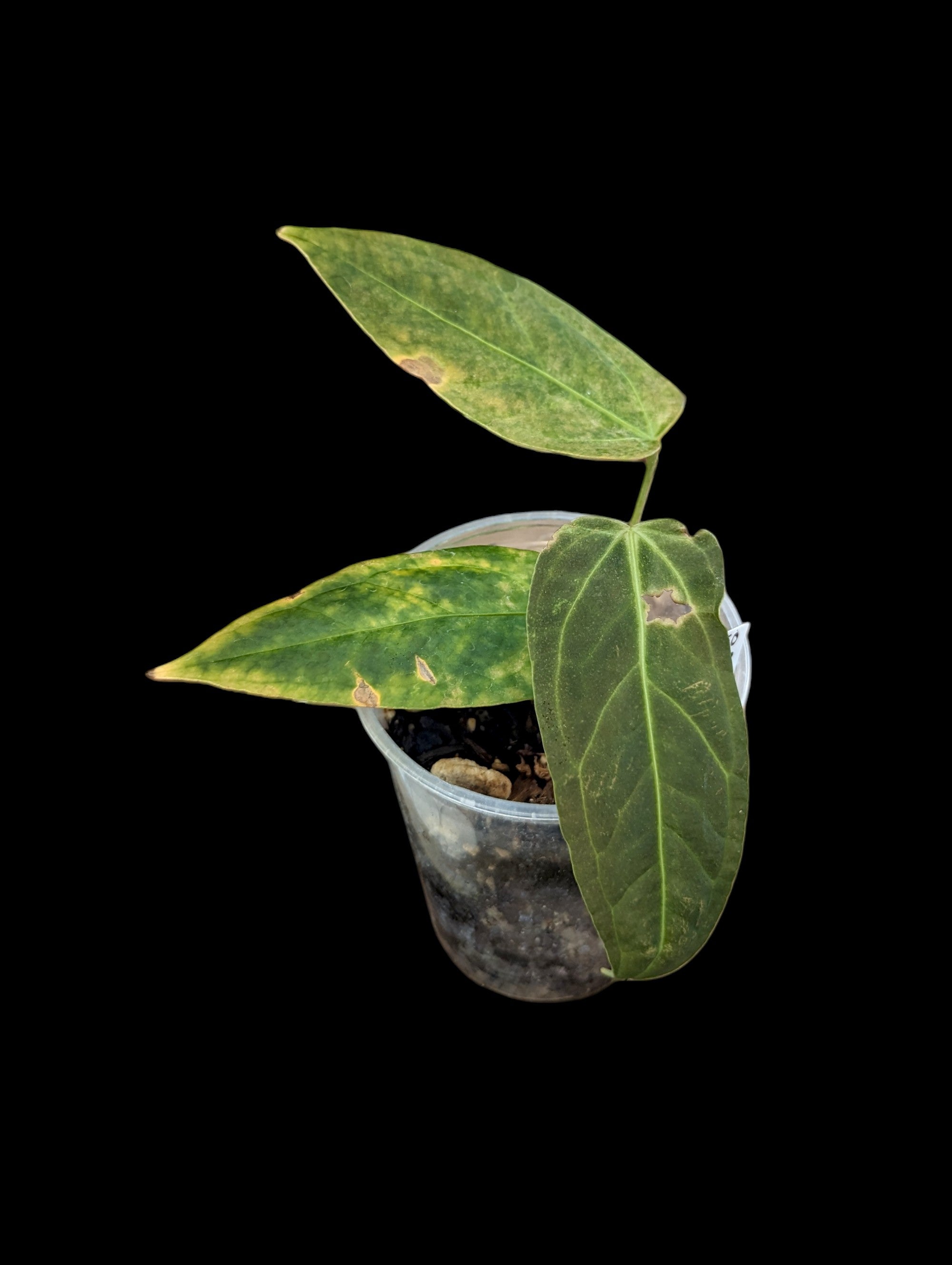 Anthurium metallicum