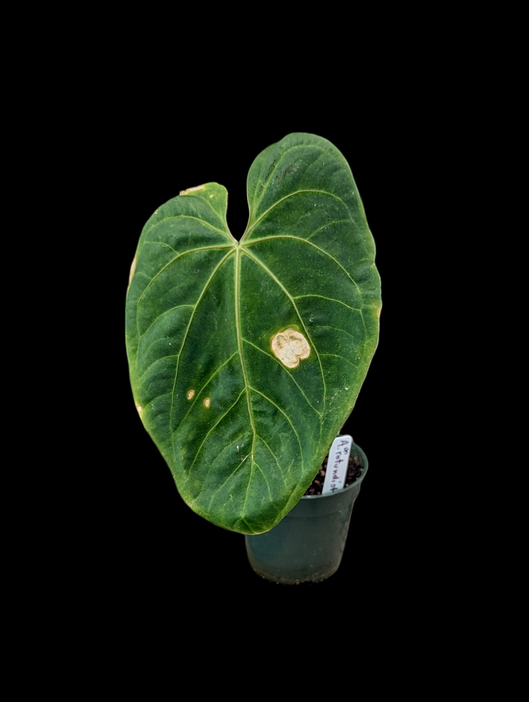 Anthurium rotundistigmatum