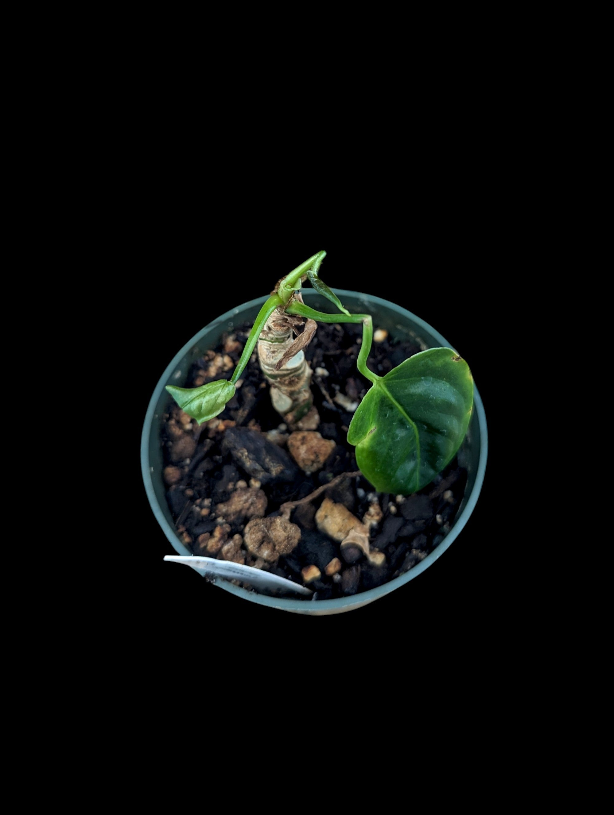 Anthurium gymnopus 3