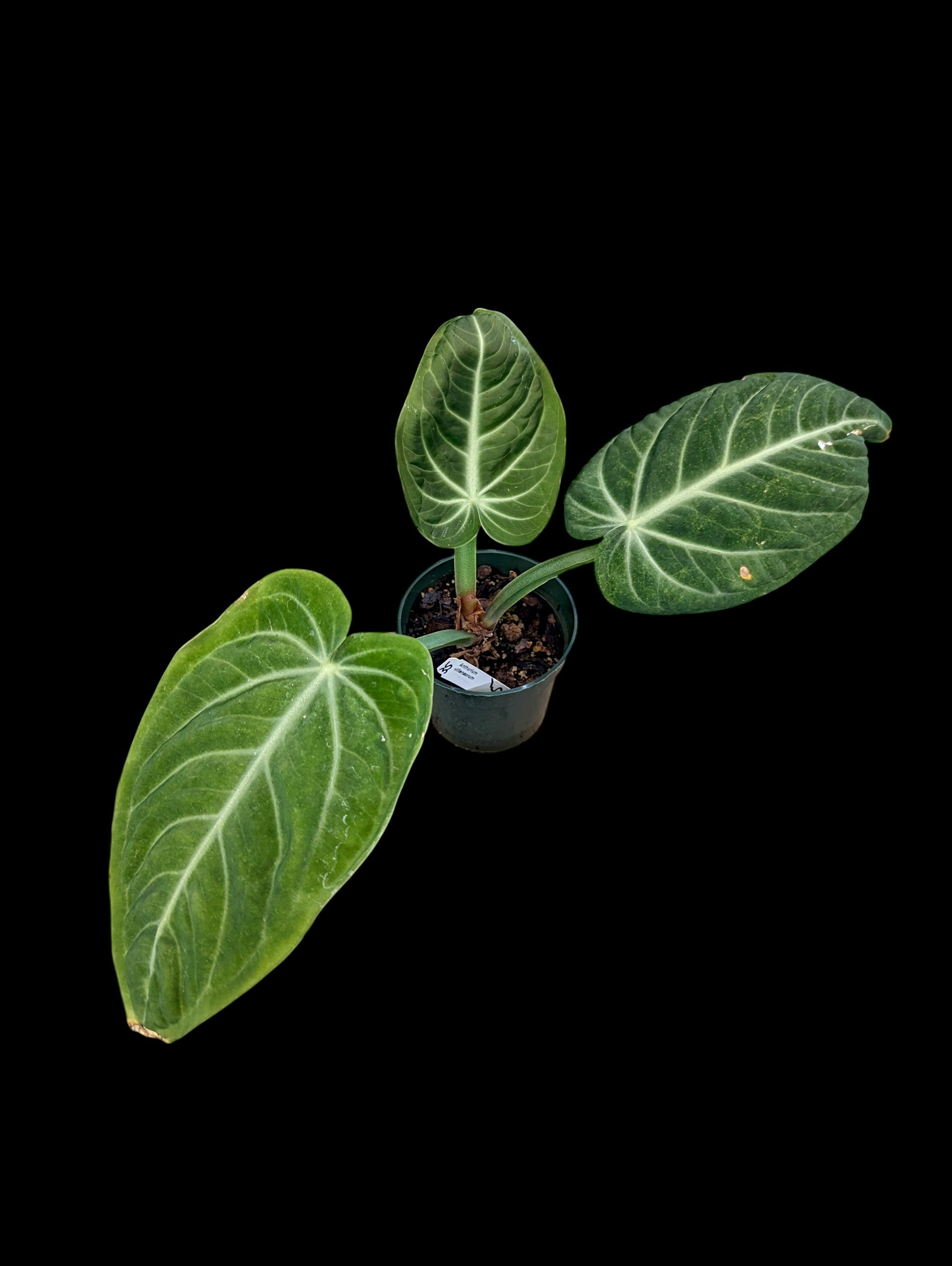 Anthurium villenaorum