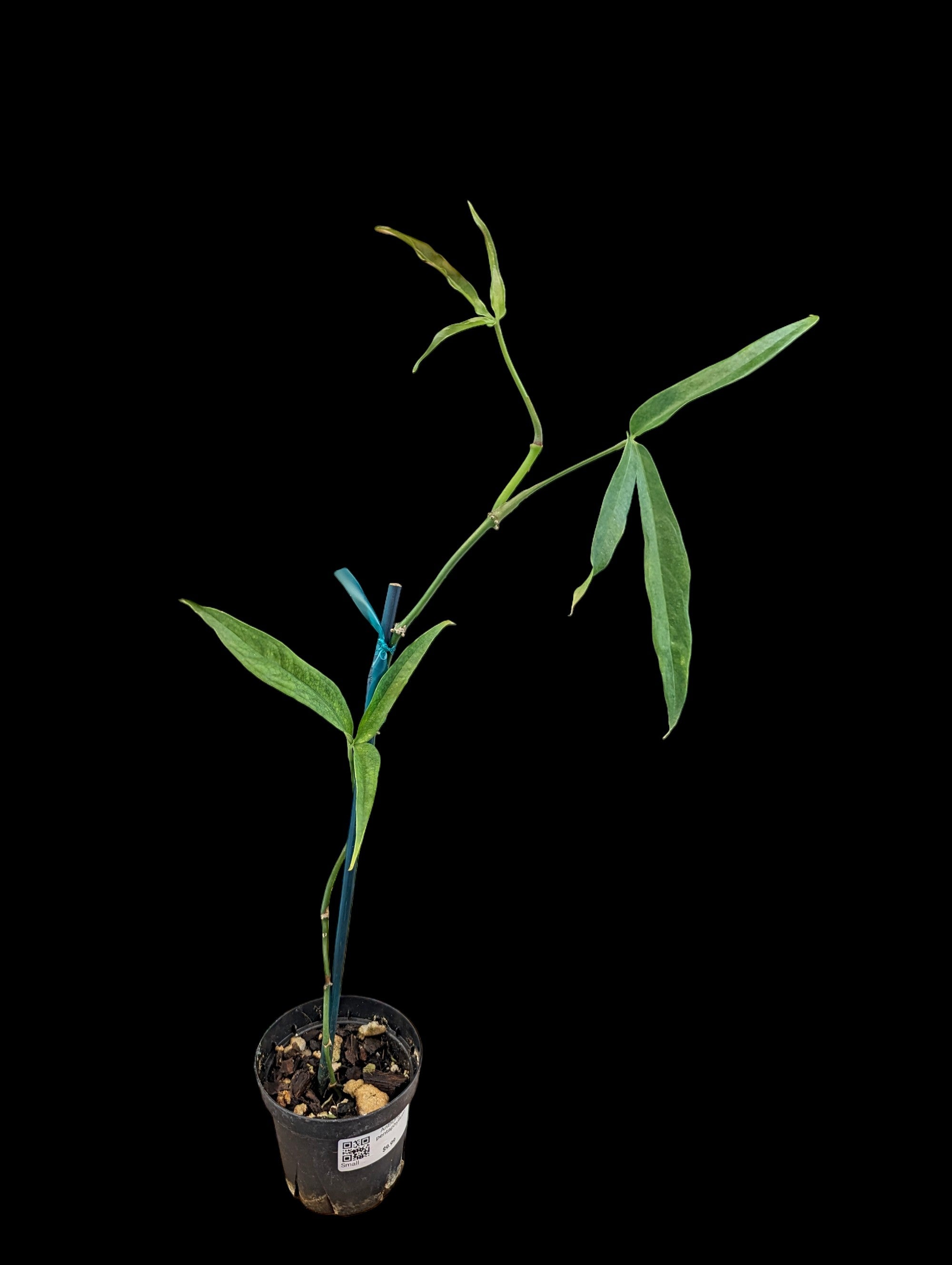 anthurium pentaphyllum Anthurium pentaphyllum