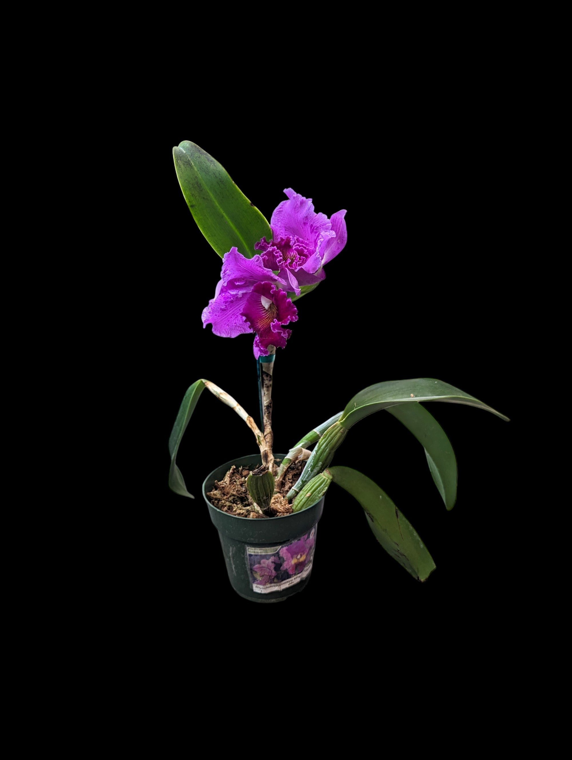 Rhyncholaeliocattleya King of Taiwan Golden