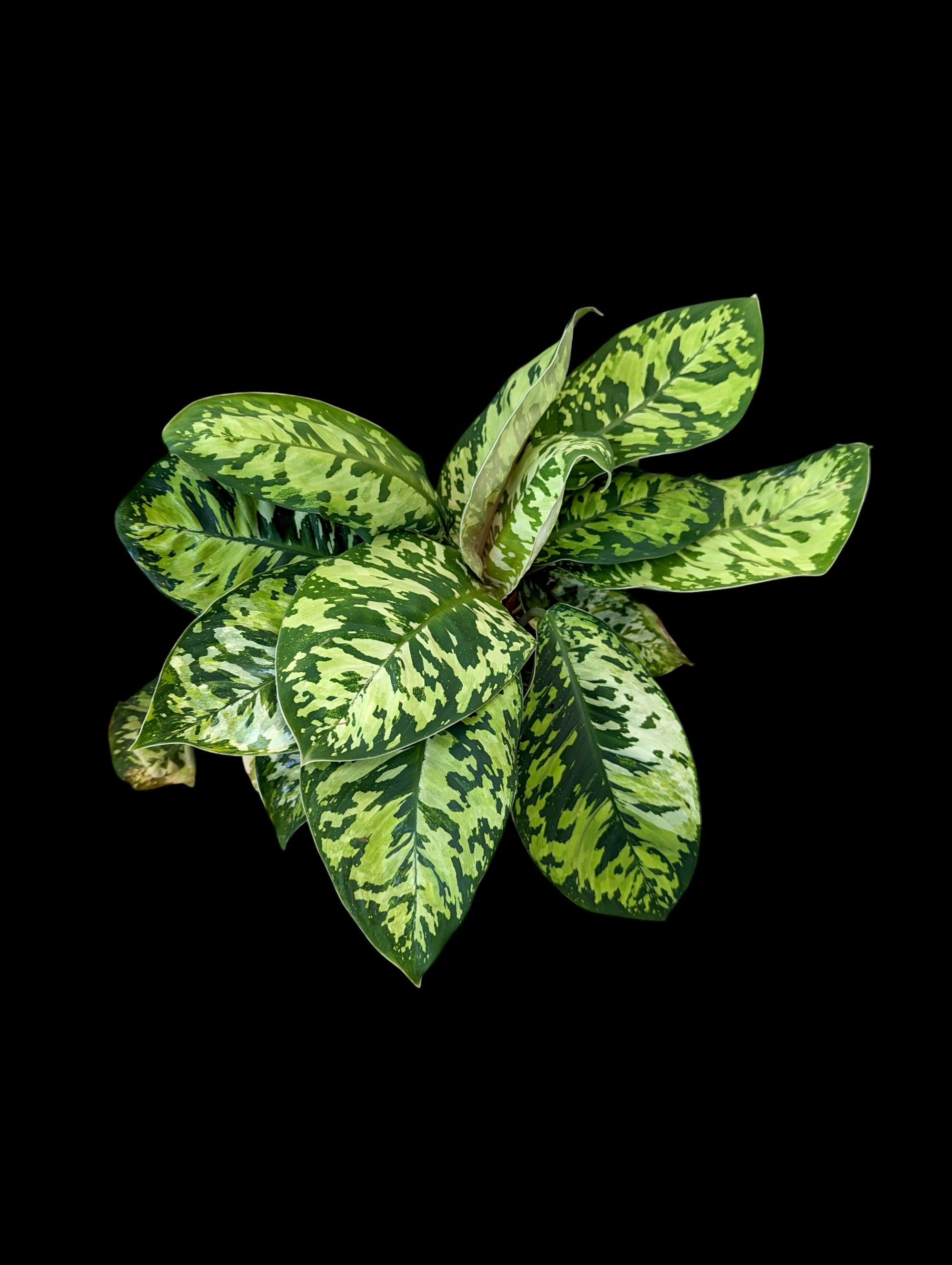 Homalomena 'Camouflage'