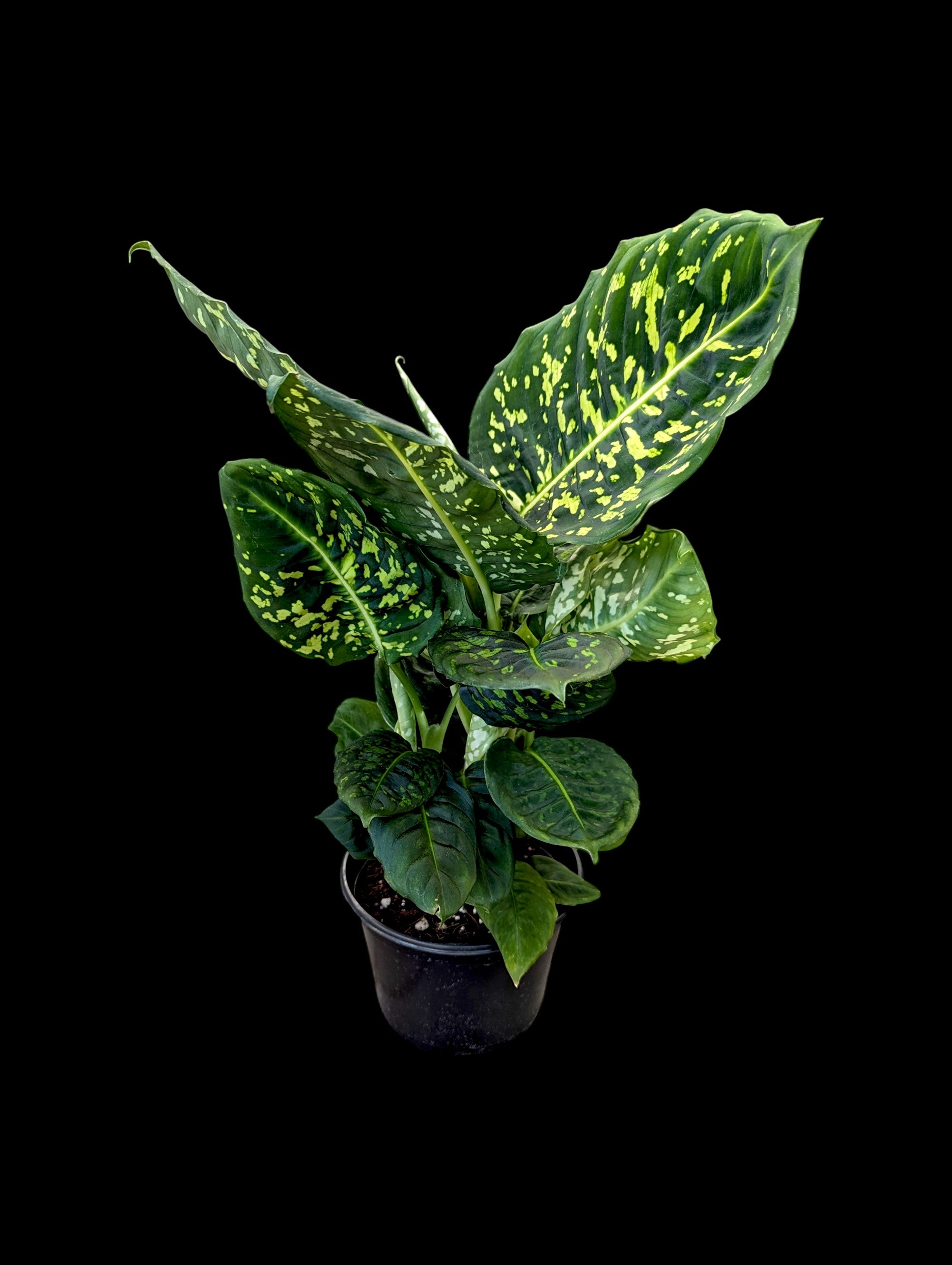 Dieffenbachia Reflector