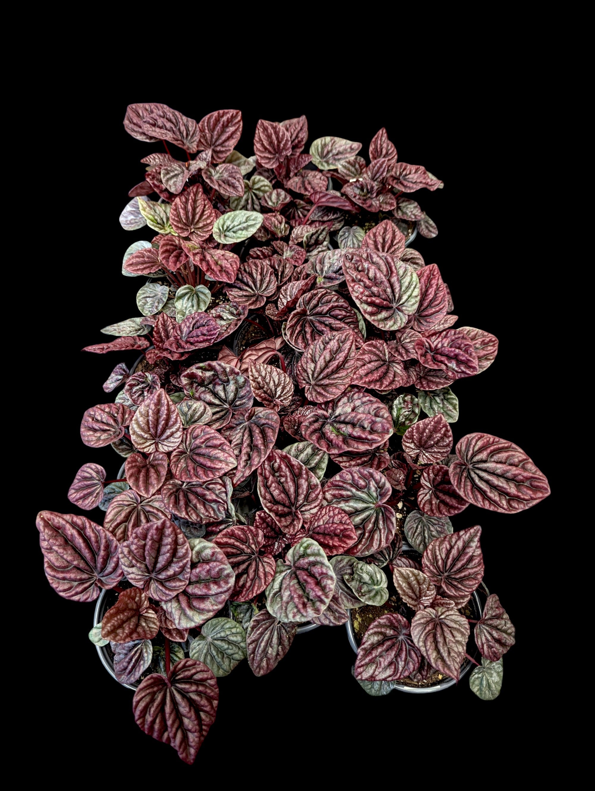 Peperomia Red Ripple 'Luna'