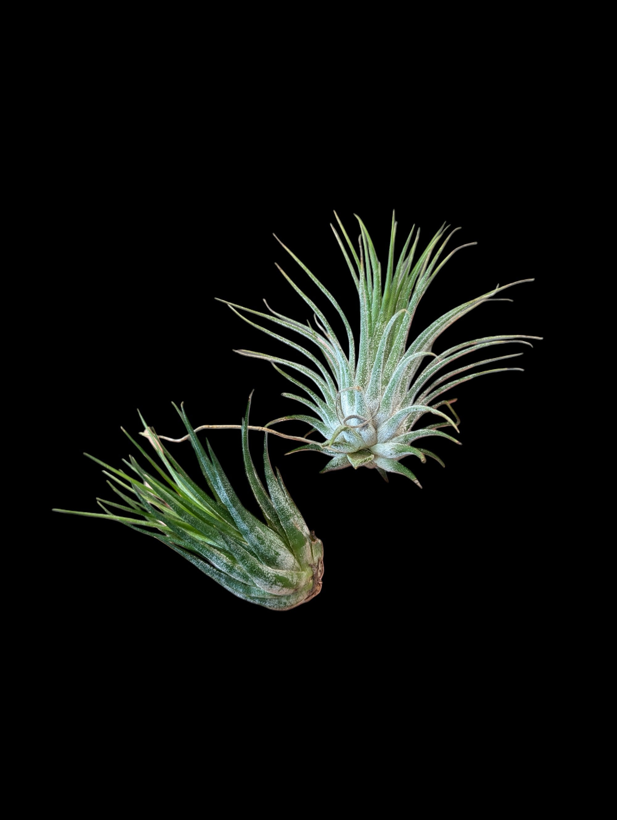 Tillandsia ionantha