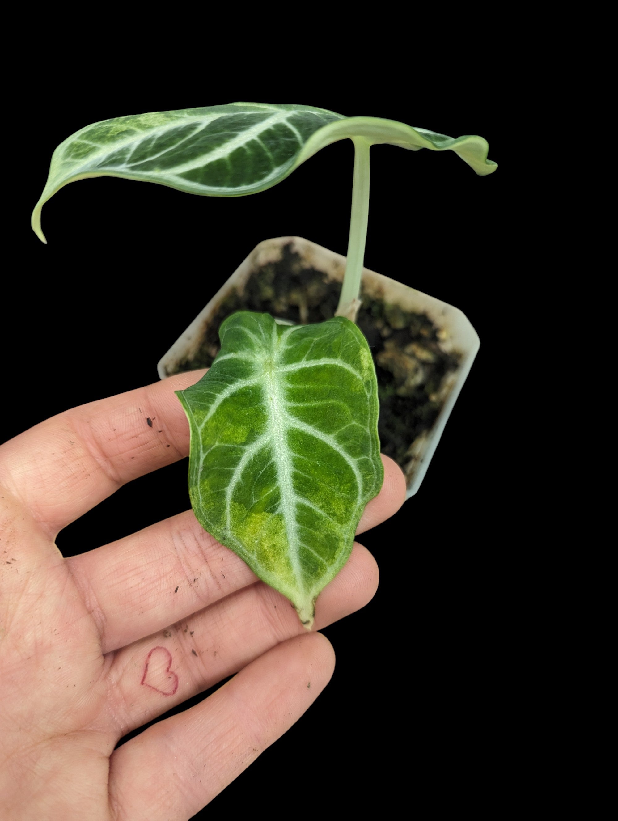 Alocasia Black Velvet - low variegation