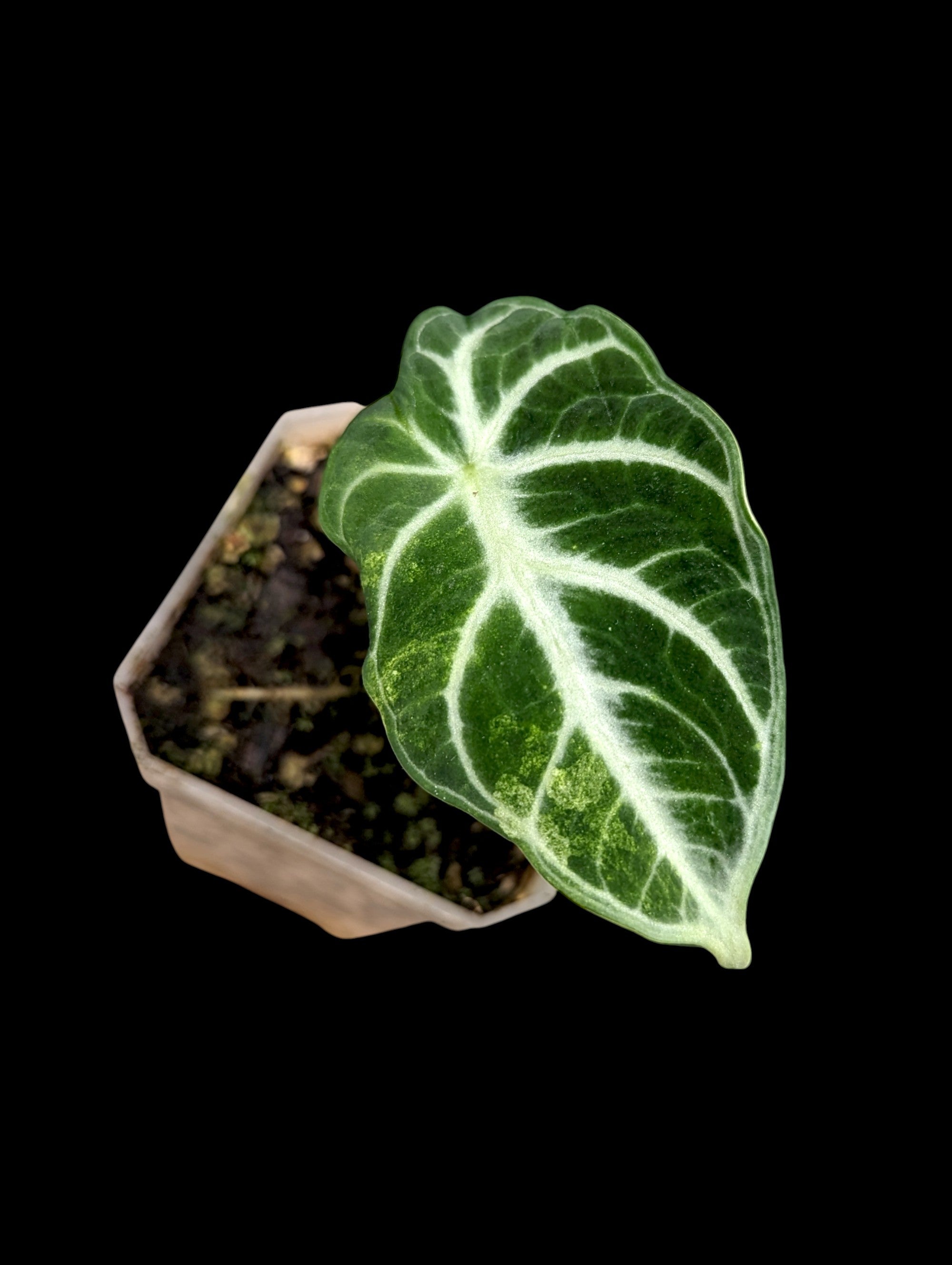 Alocasia Black Velvet panaché