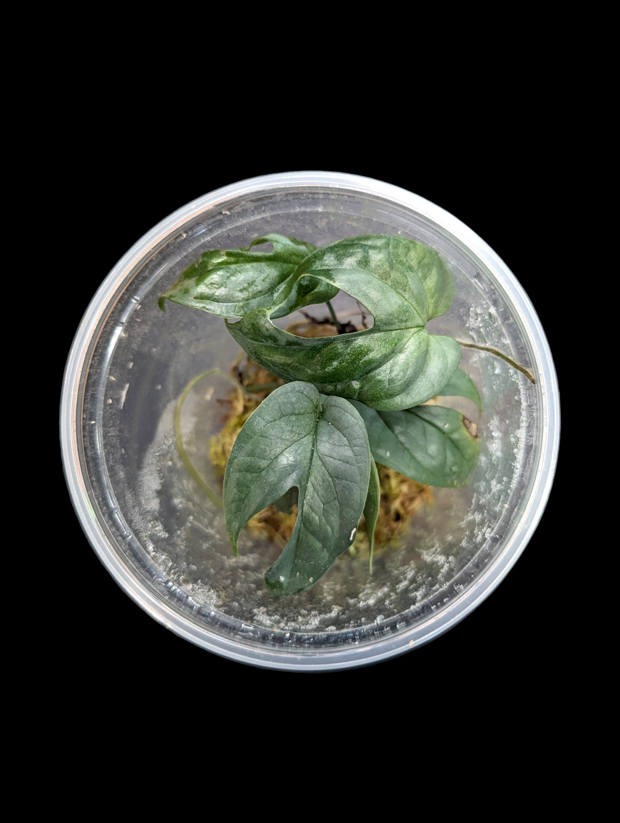 Amydrium Medium Silver