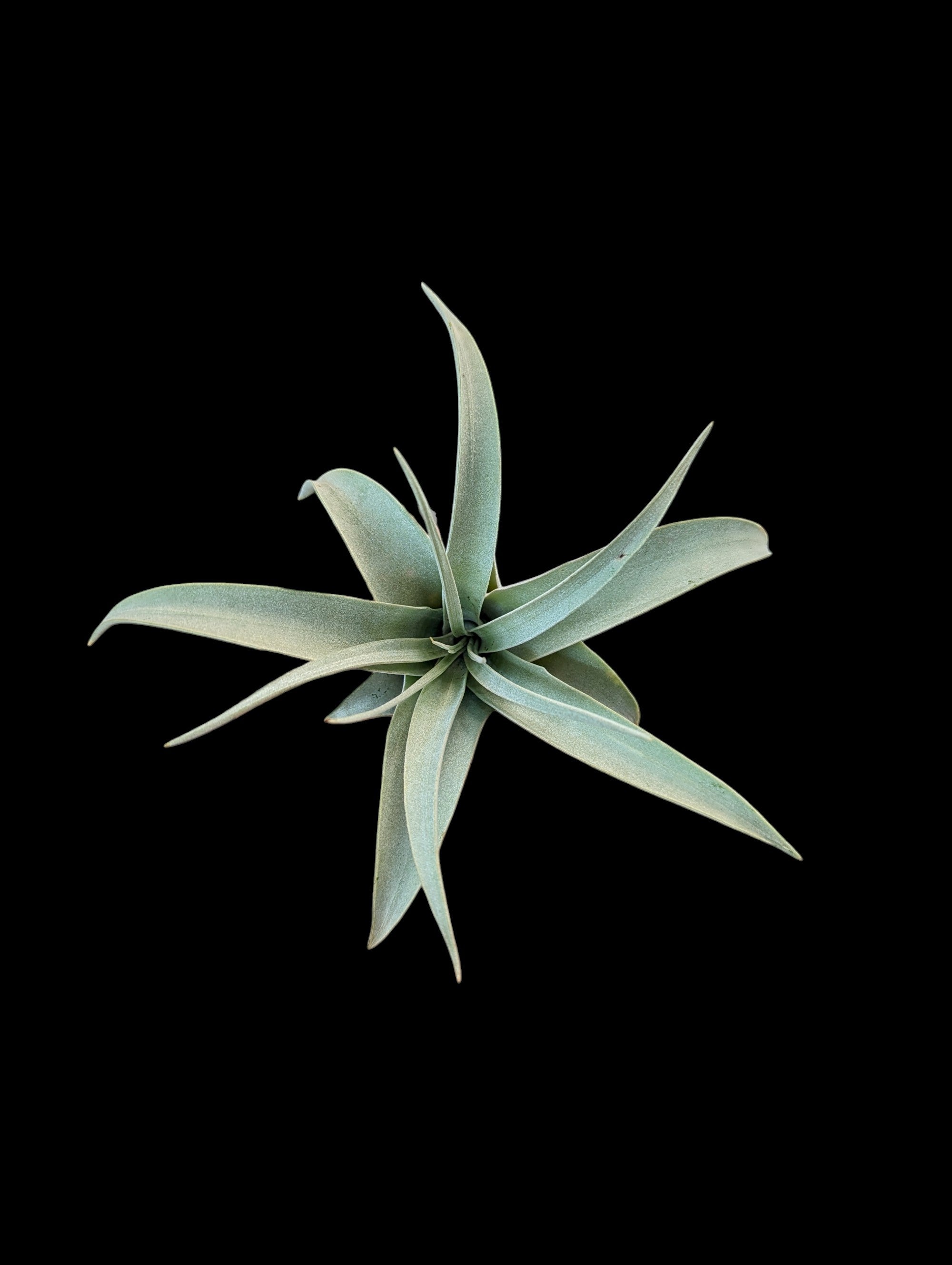 Tillandsia xerographica