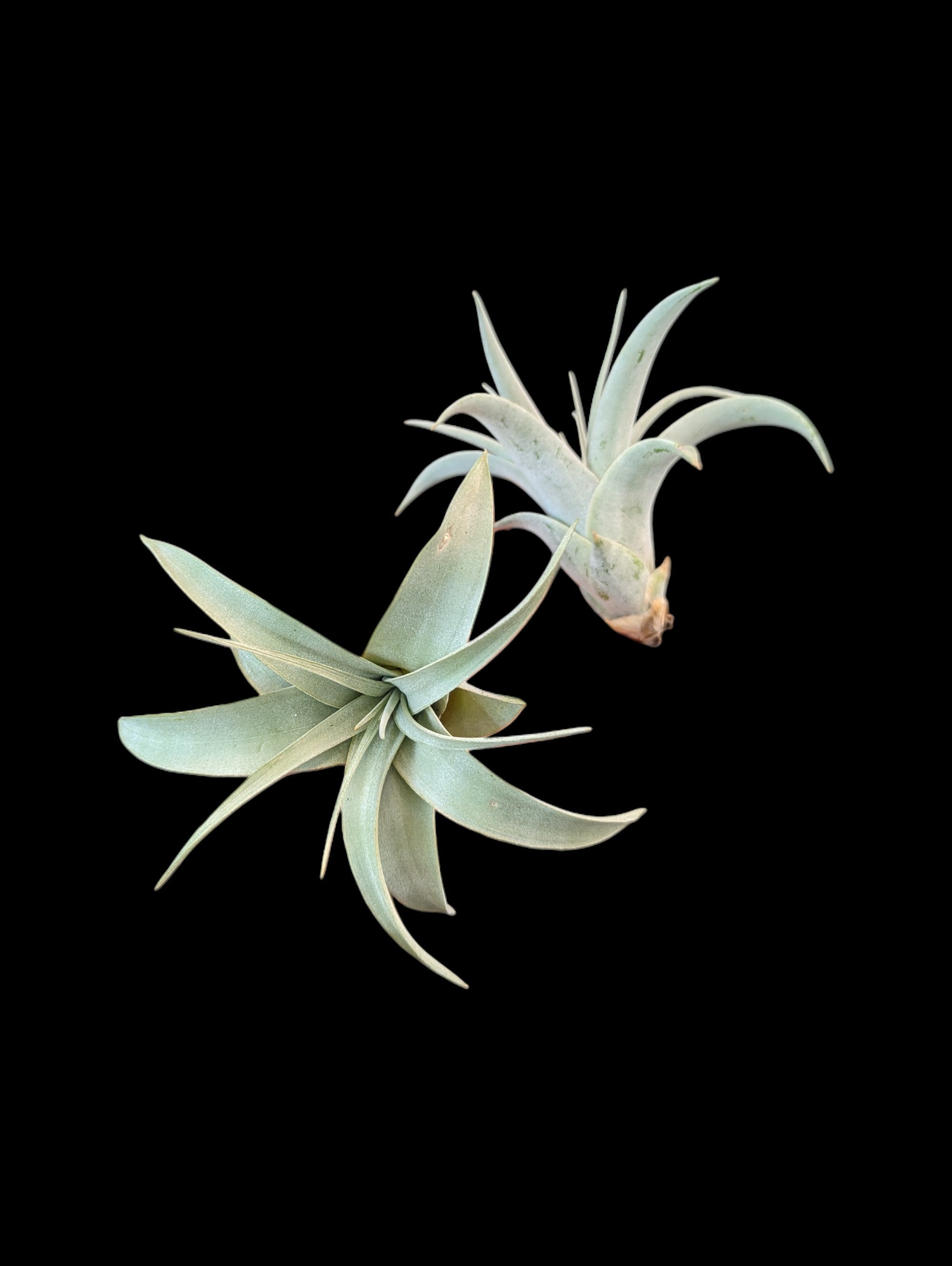 Tillandsia xerographica