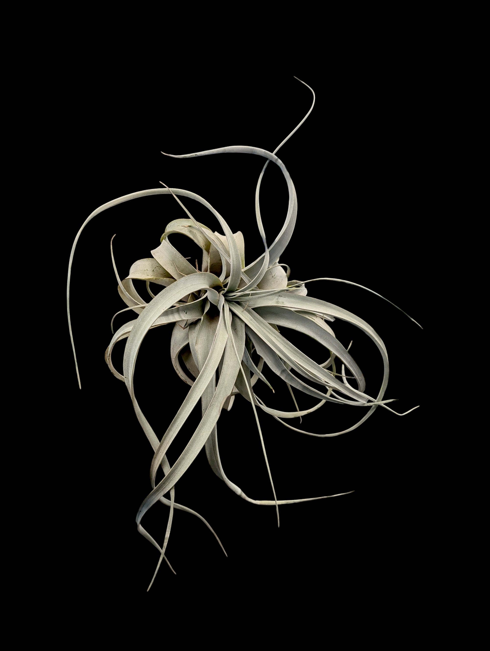 Tillandsia xerographica