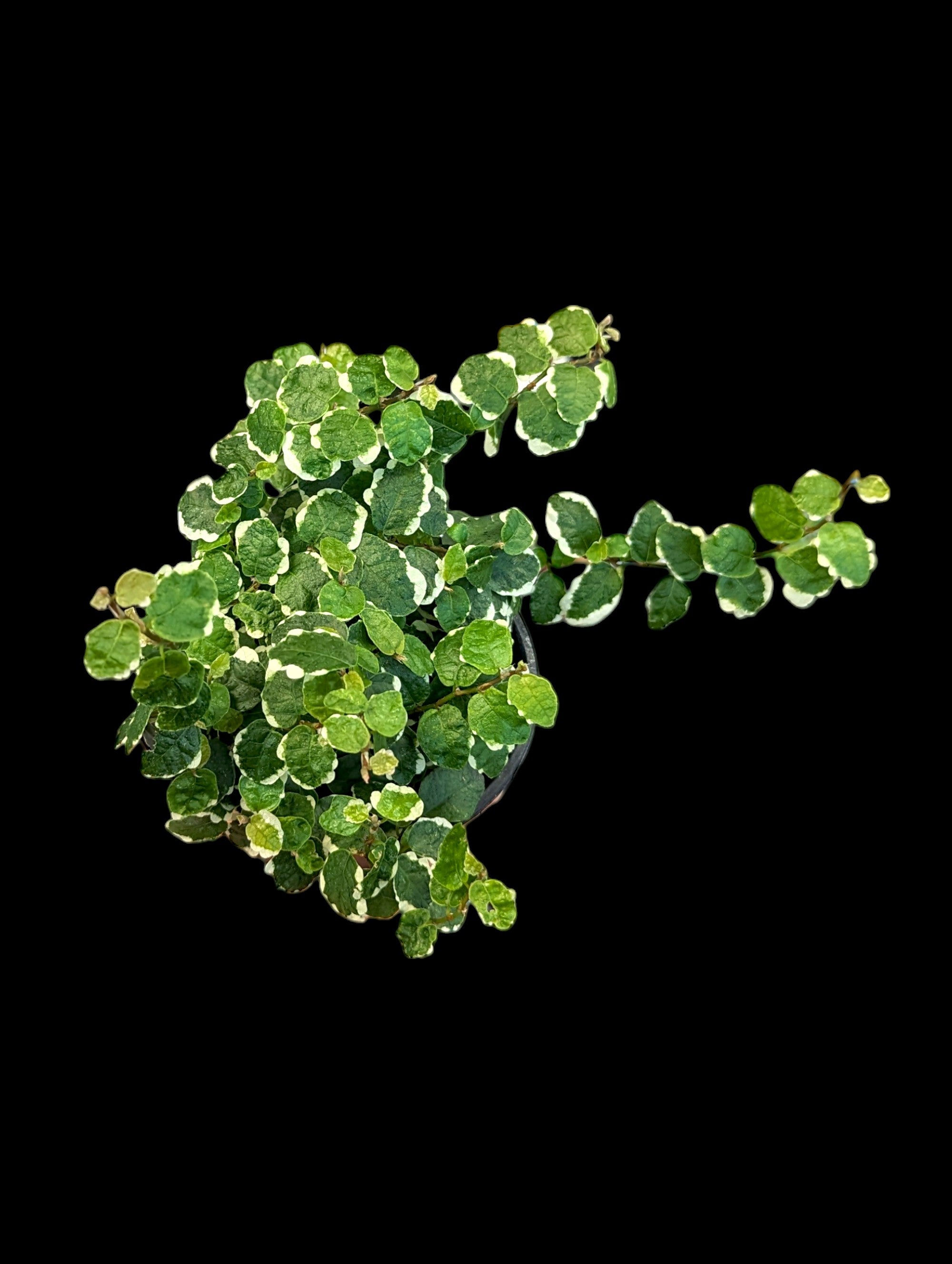 Ficus rampant panaché