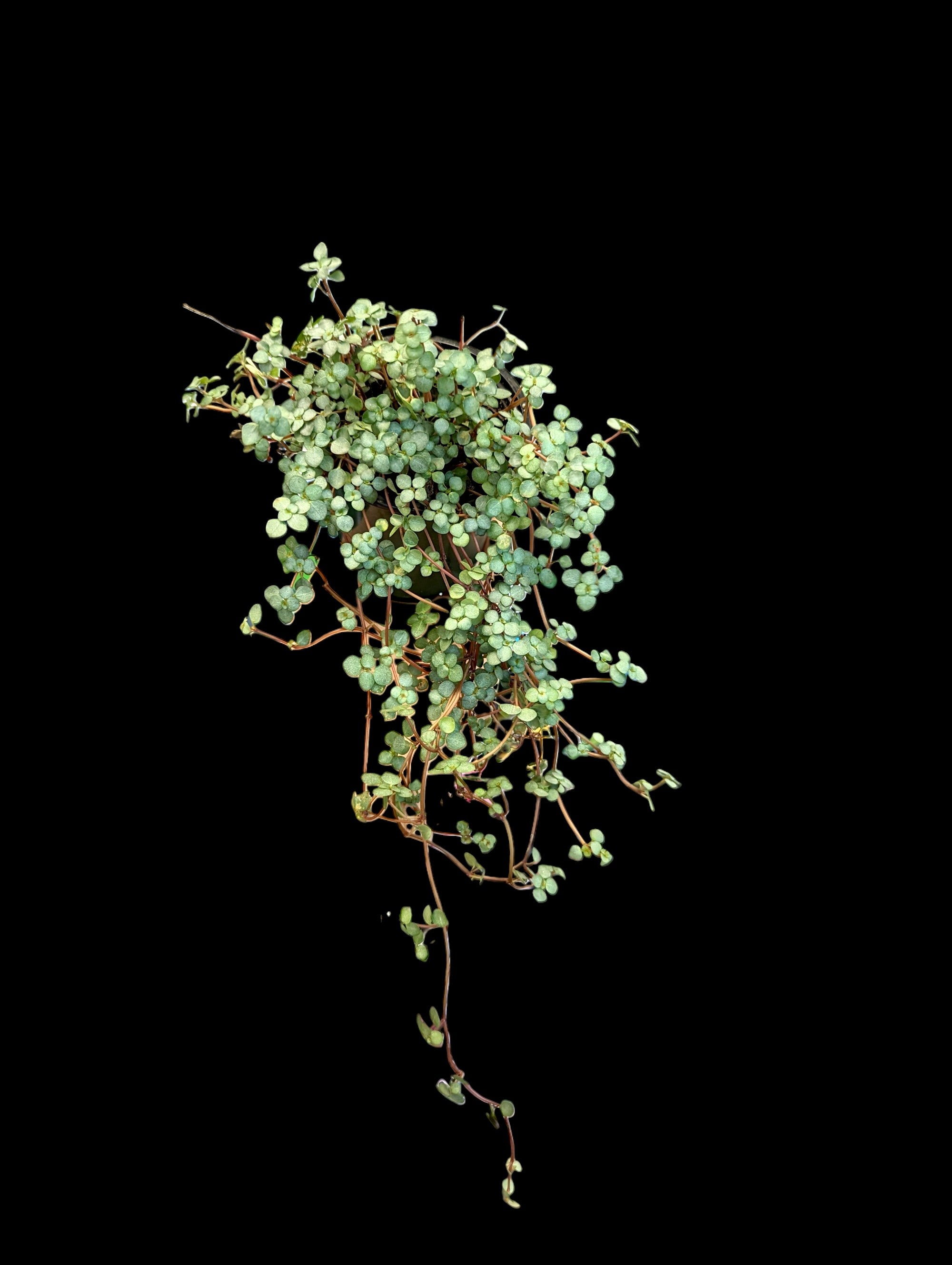 Pilea 'Aigue-marine'