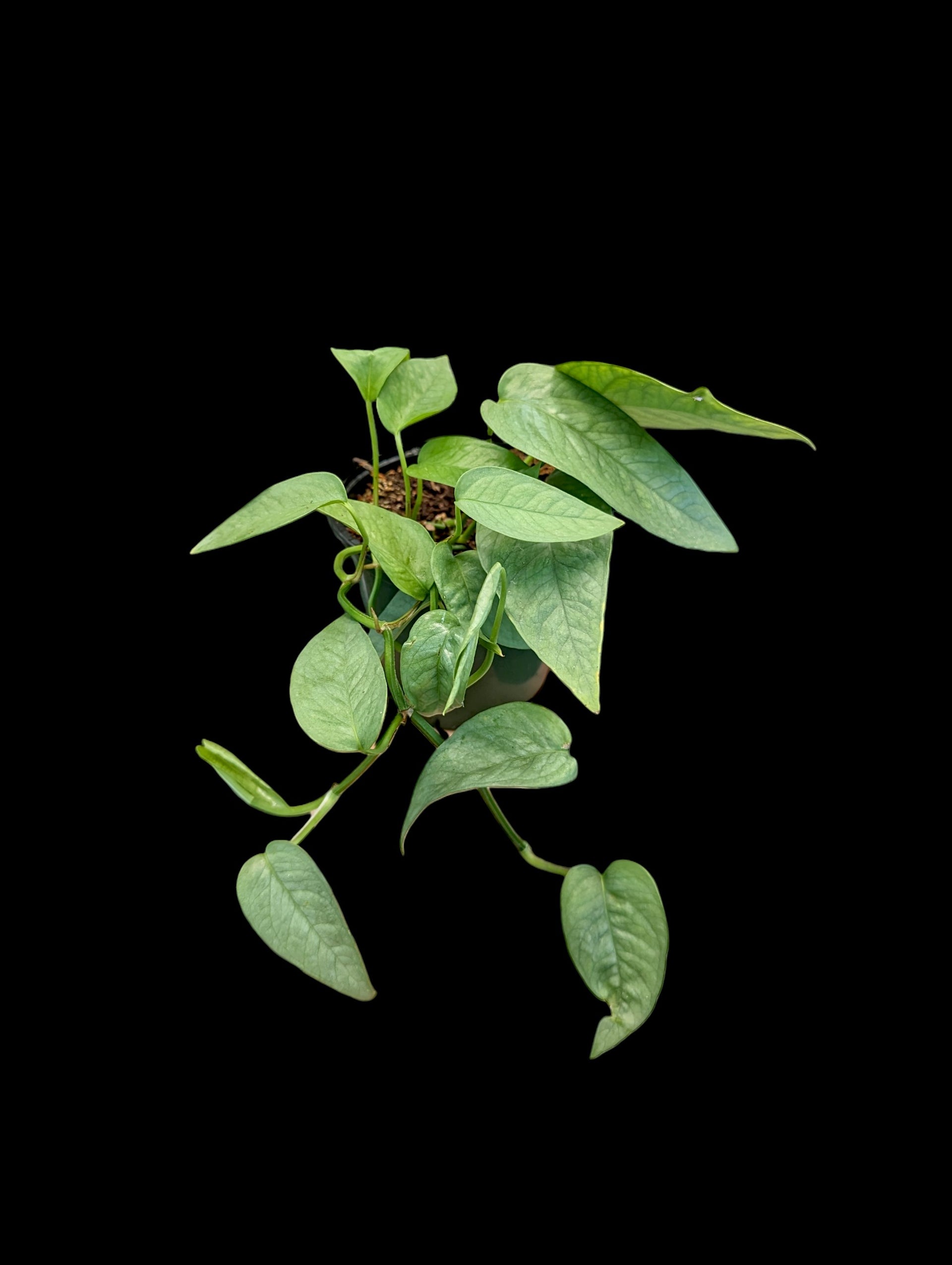 cebu blue pothos for sale canada Cebu Blue Pothos
