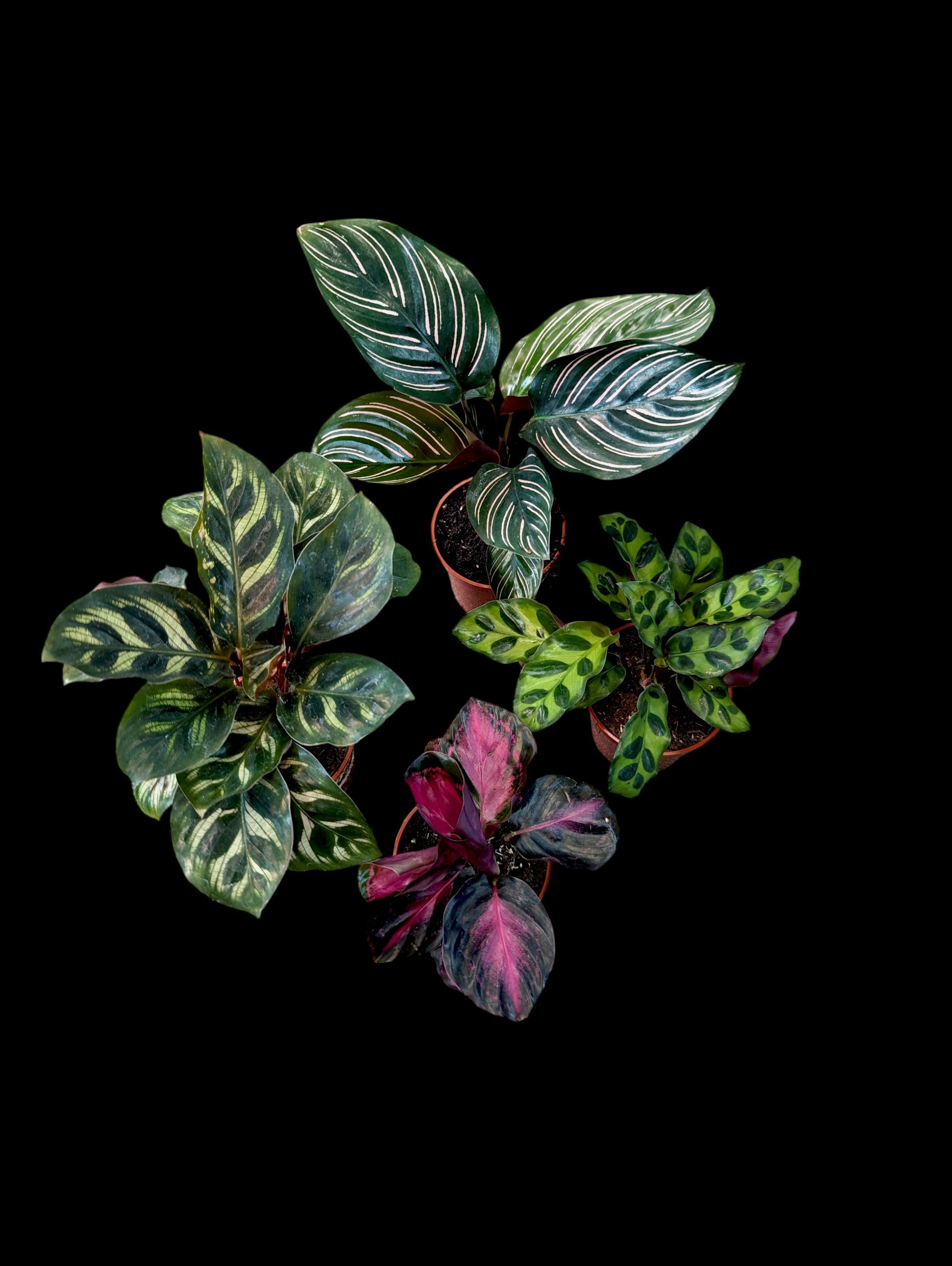 Assorted Calatheas