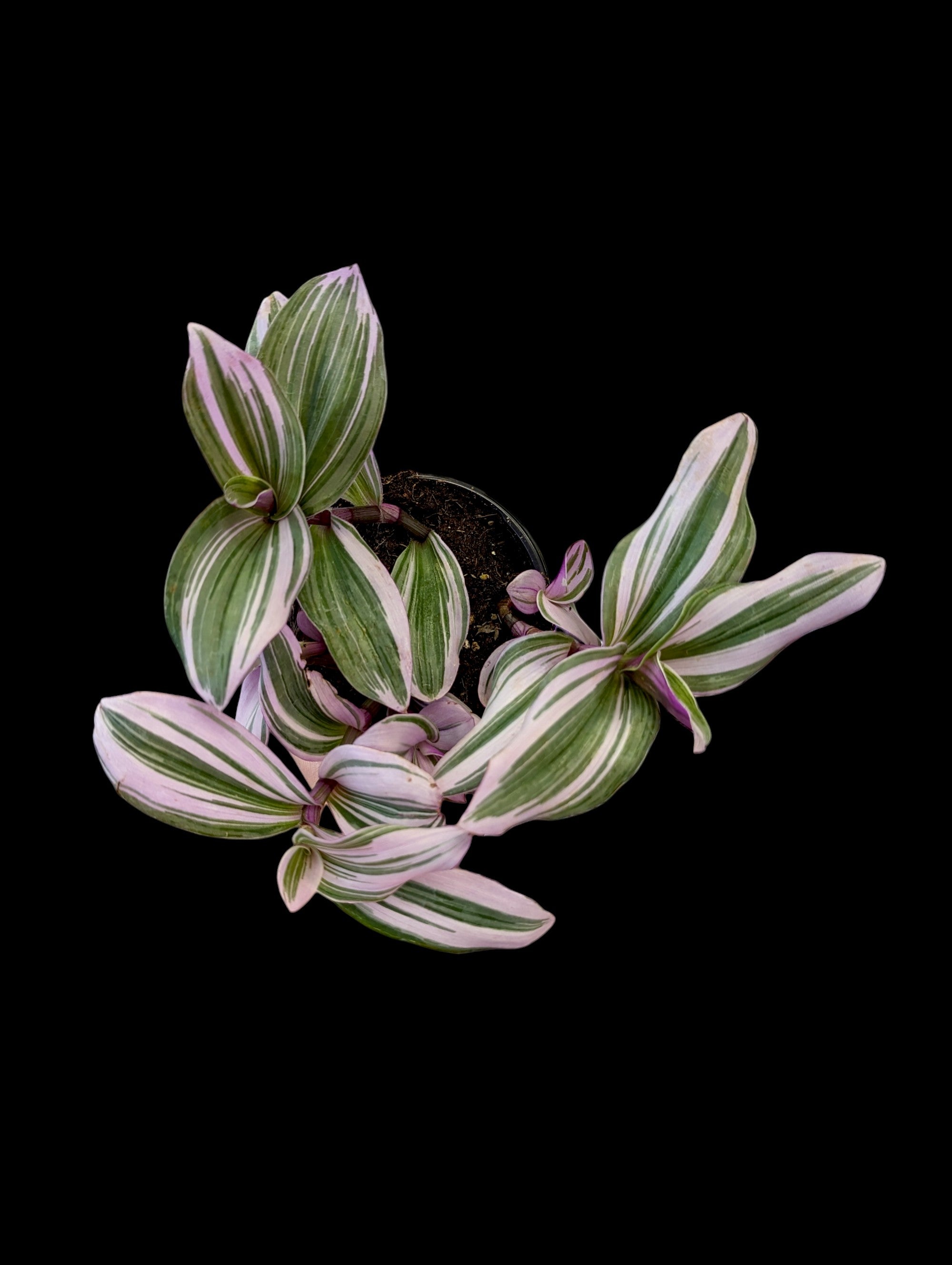 Tradescantia Bubble Gum