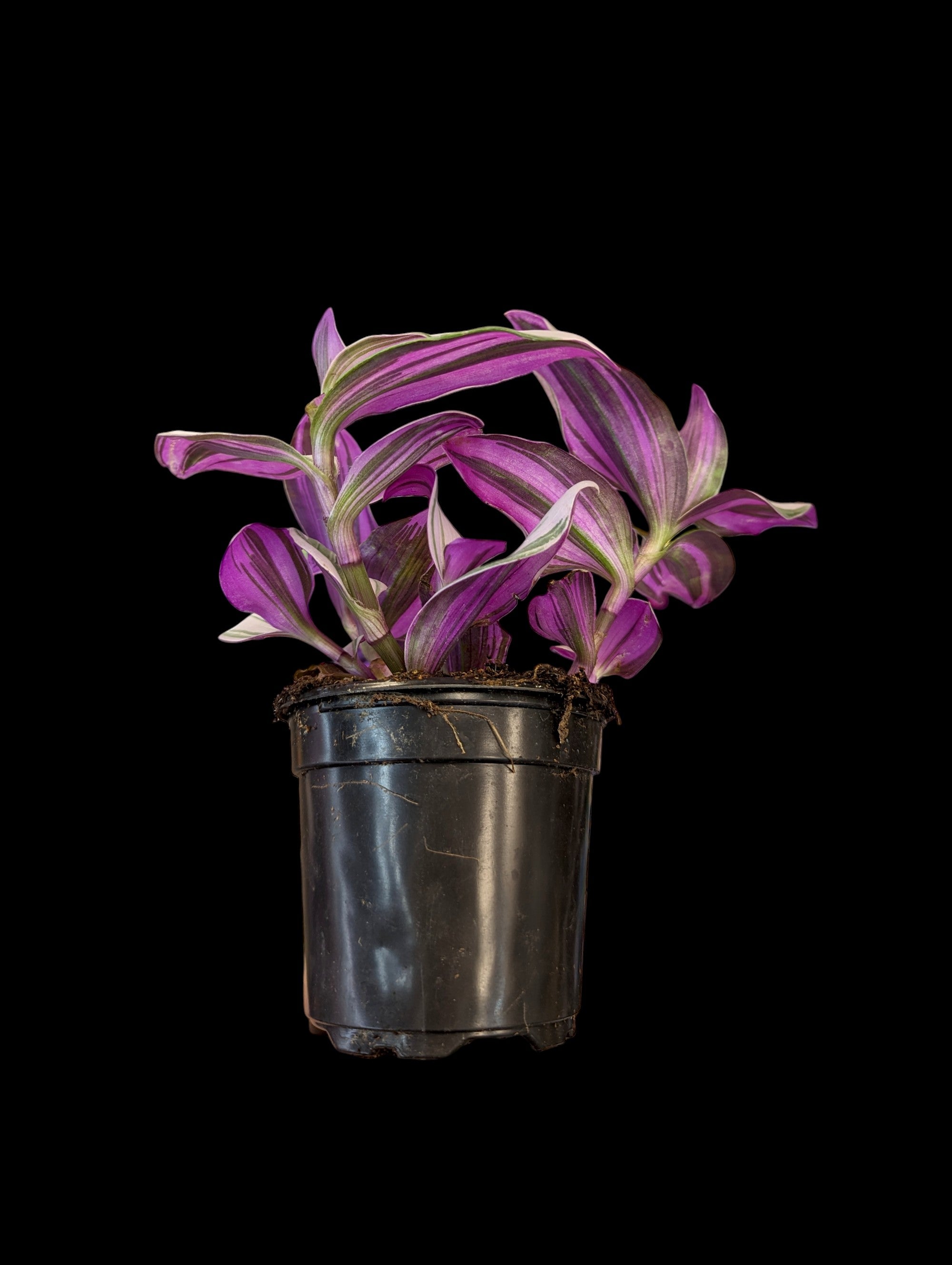 Tradescantia Bubble Gum