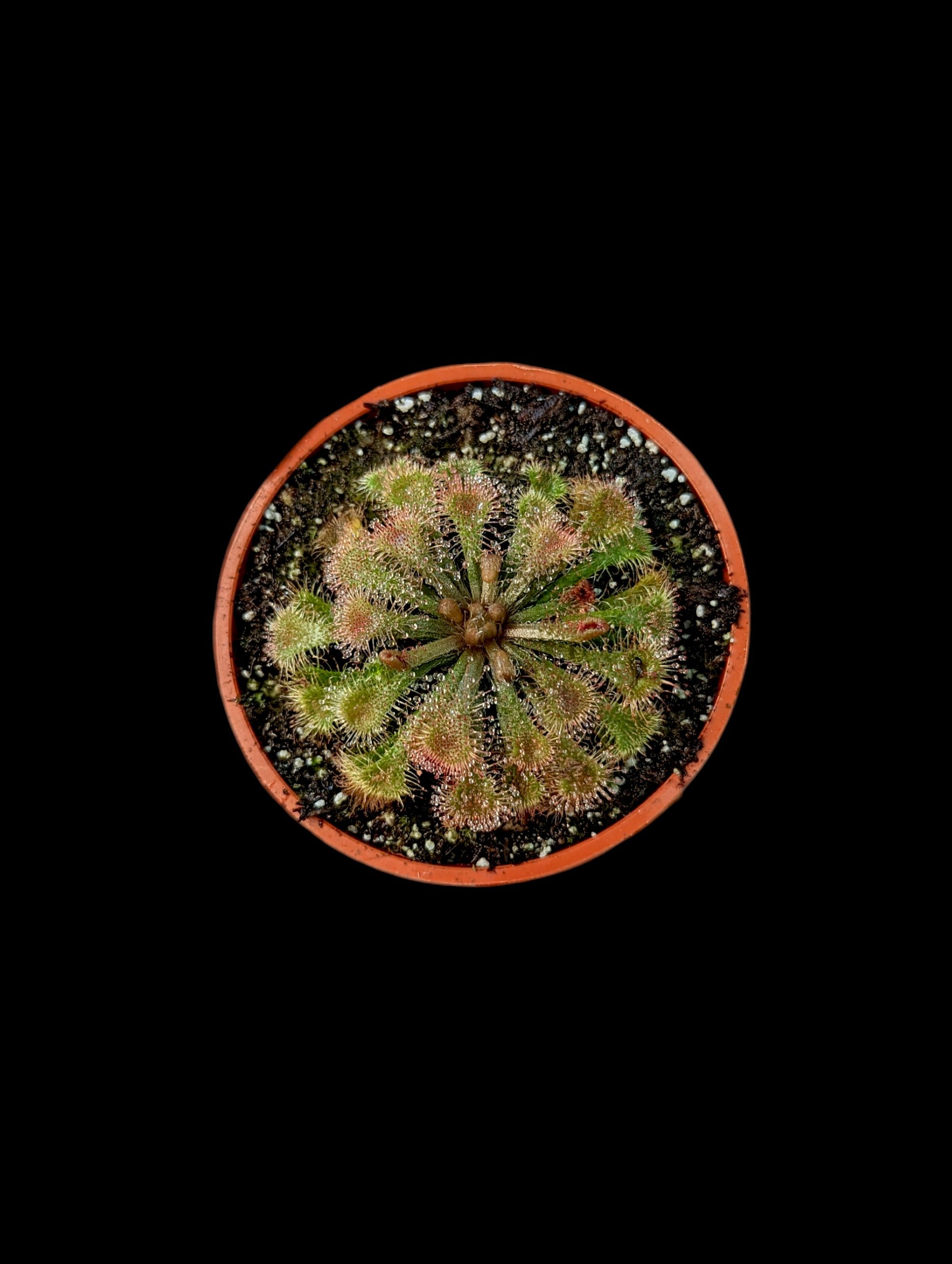 Drosera rotundifolia