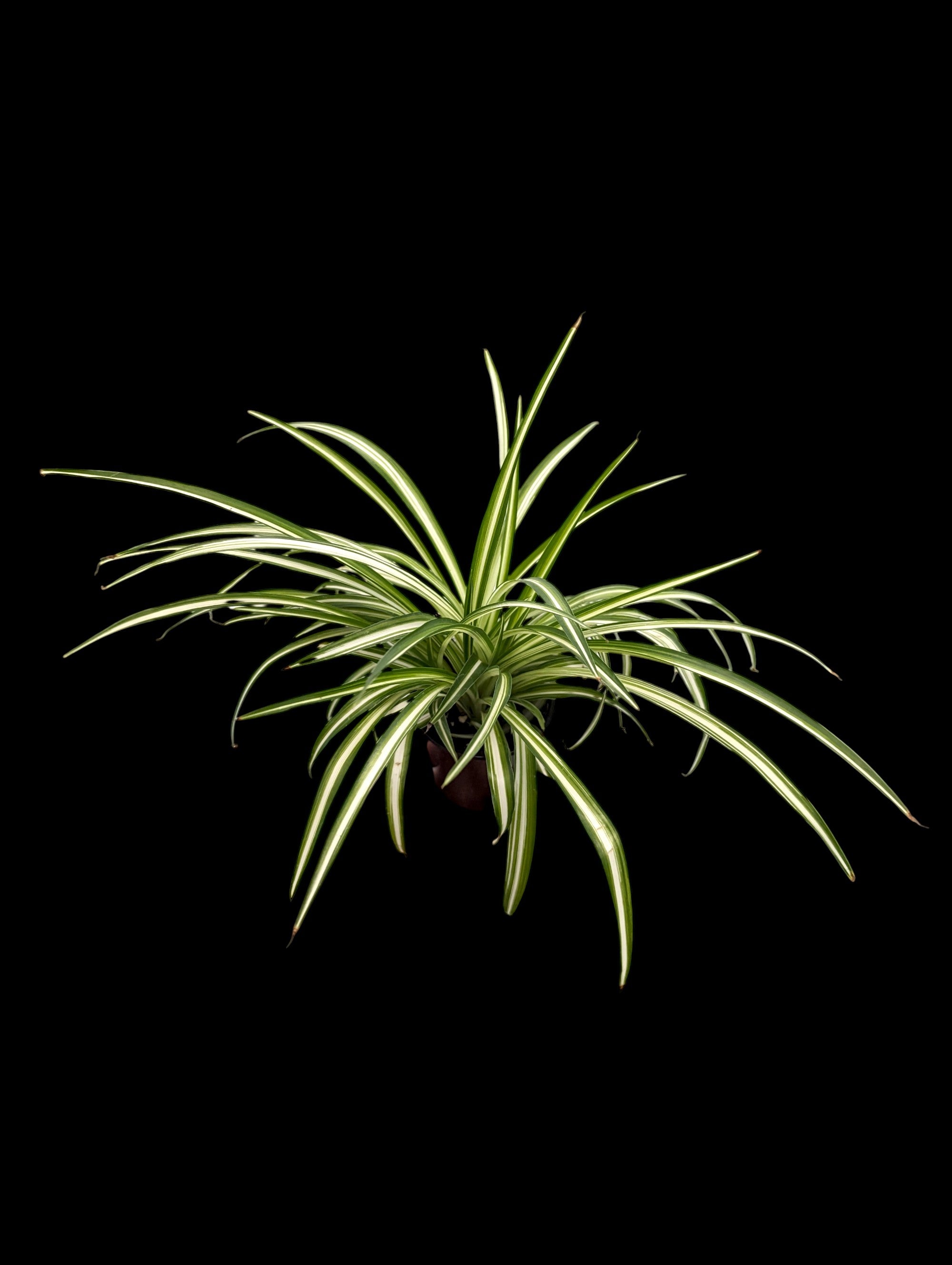 Plante araignée panachée