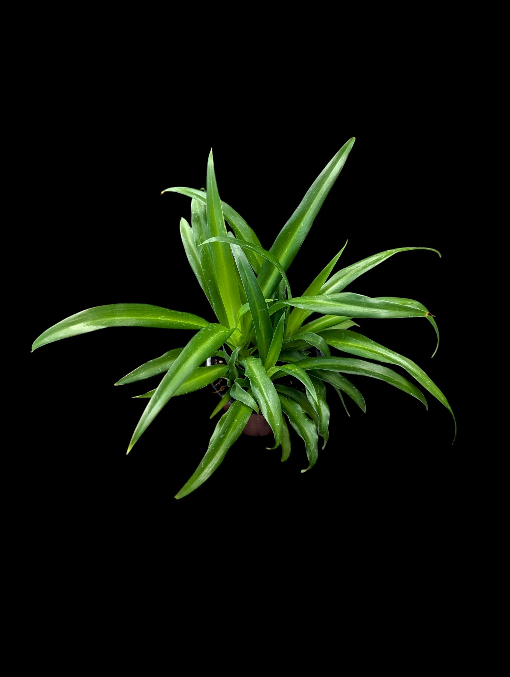 Plante araignée verte