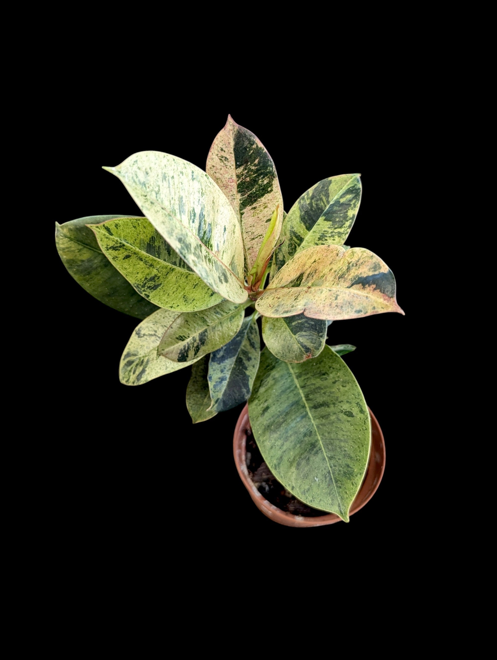 Ficus shivereana moonshine