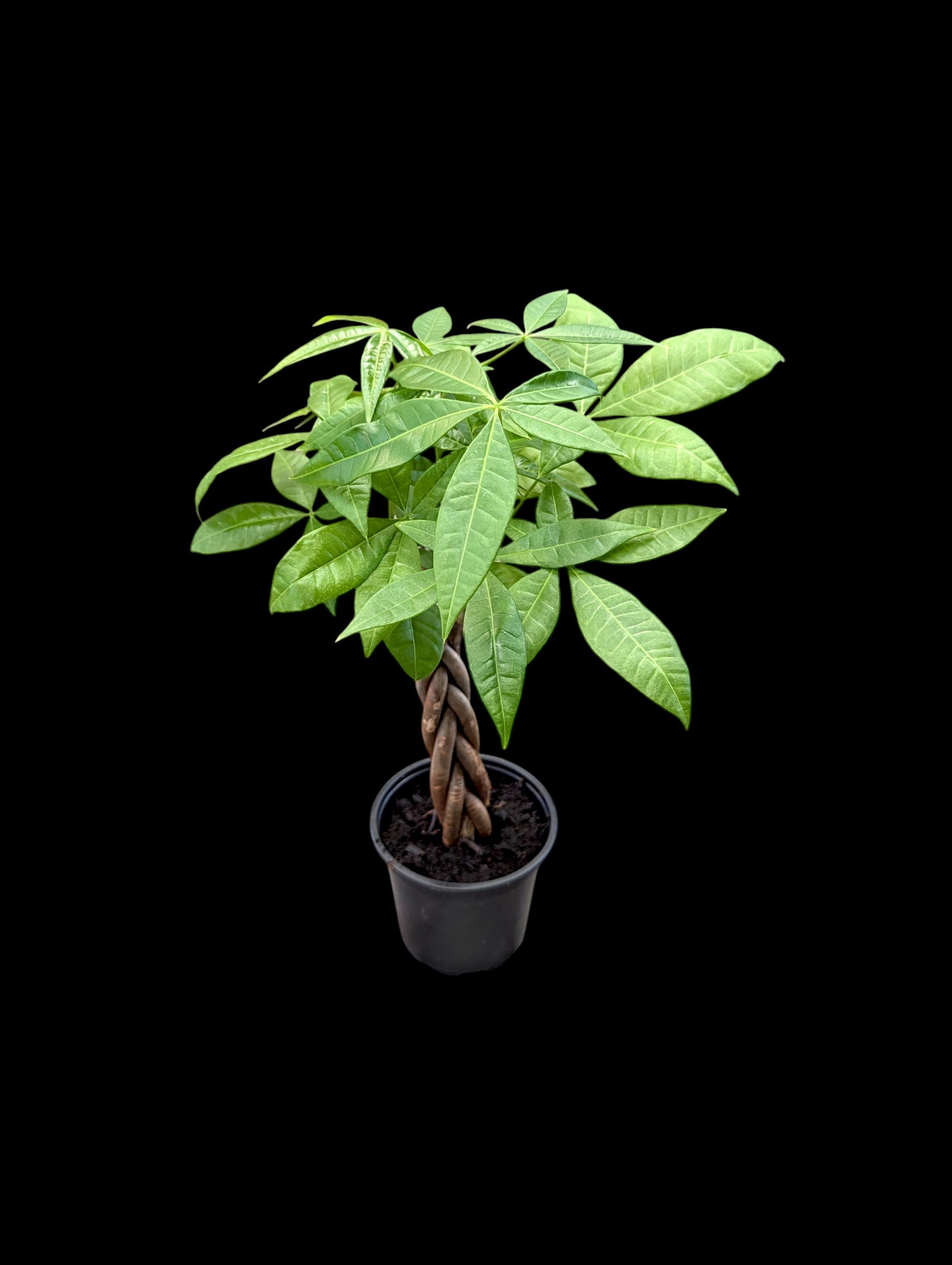 money tree burnaby Money Tree