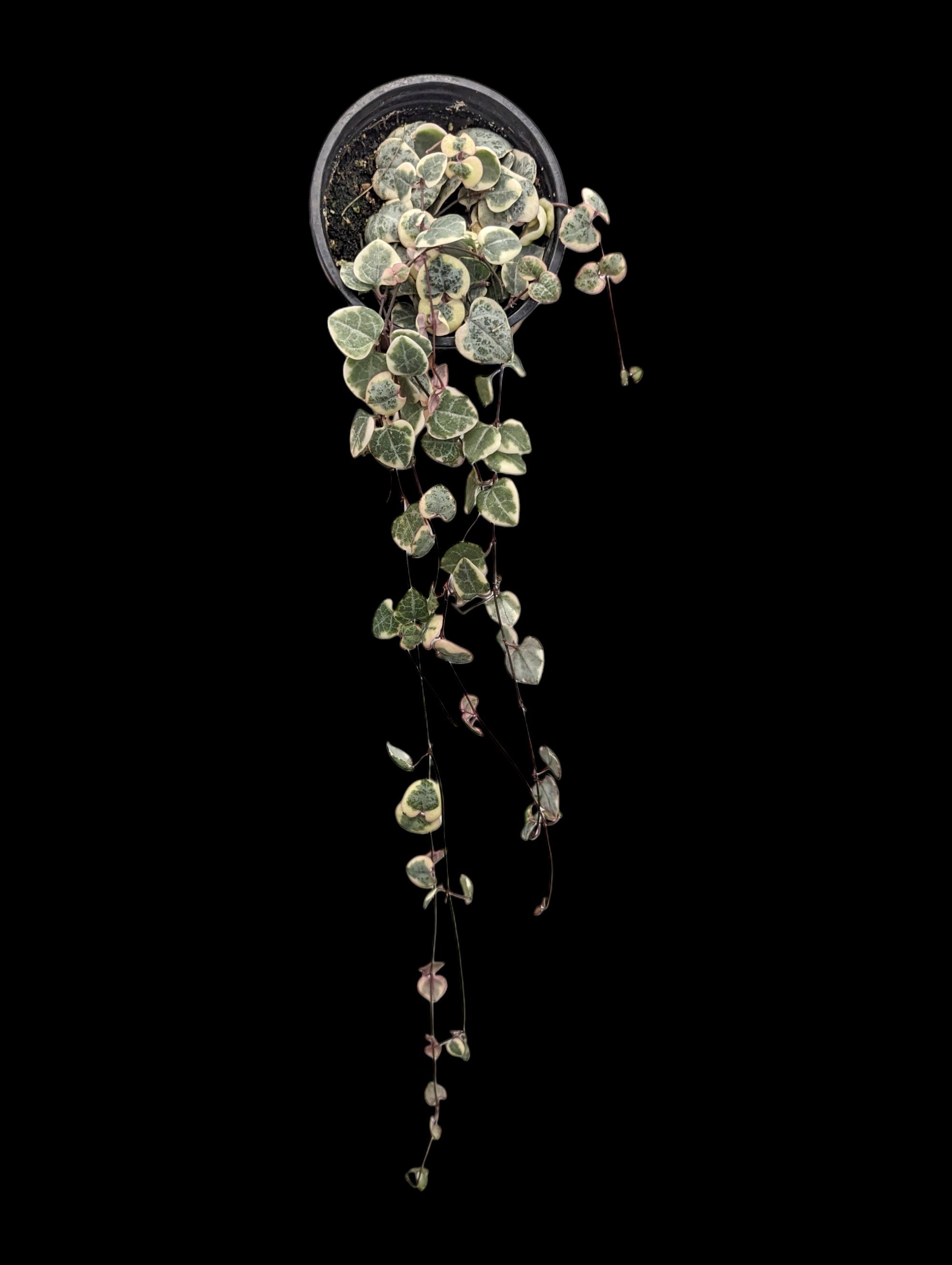 Chaîne de cœurs panachée