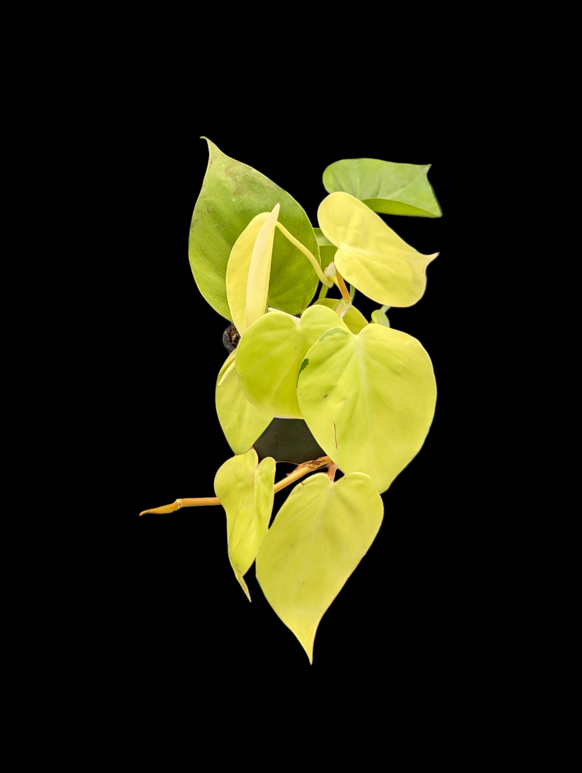 Philodendron cordatum Lemon Lime