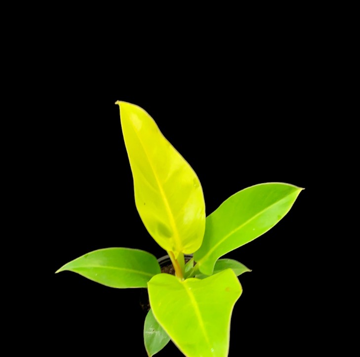 Philodendron 'Moonlight'