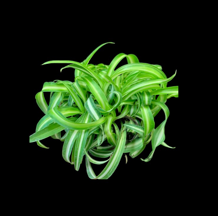 Plante araignée bouclée Bonnie